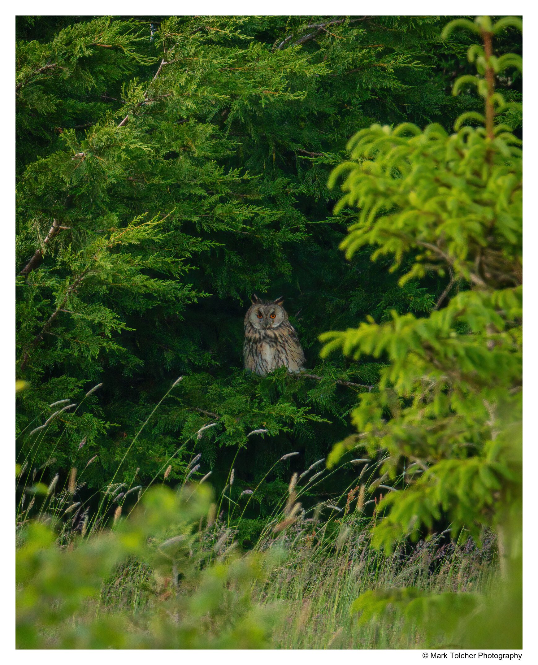 _D853171-Enhanced-Edit.jpg