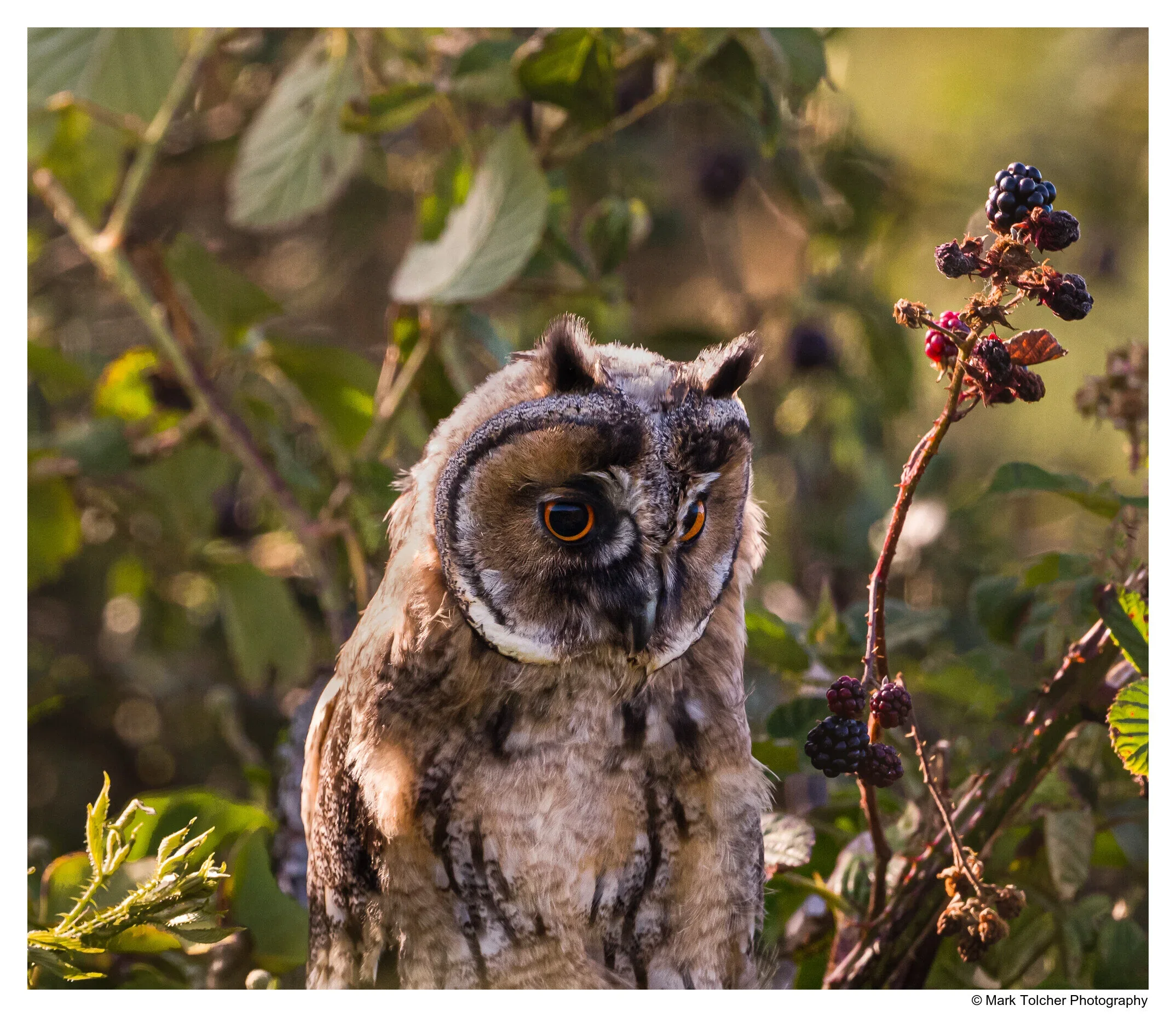 Long Eared Owl Chick