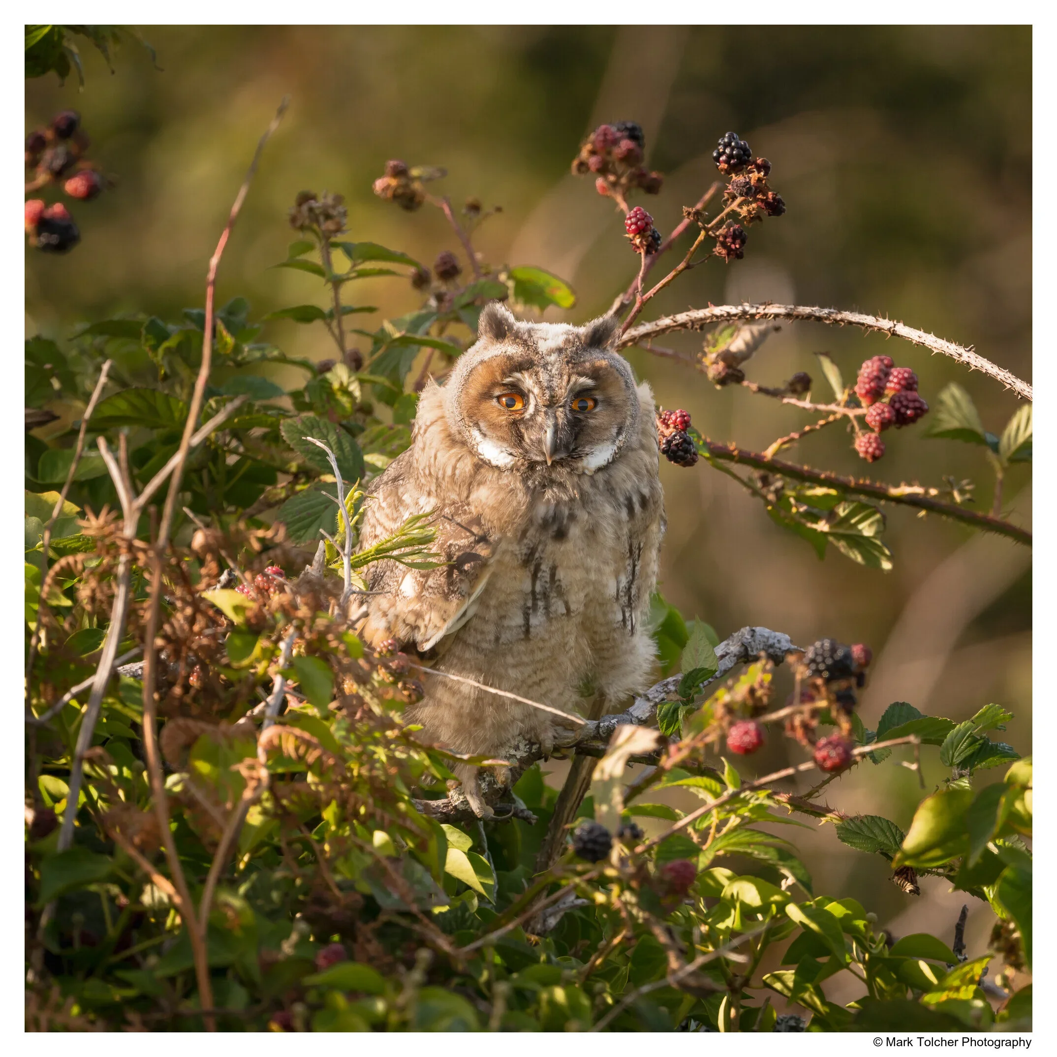 Long+Eared+Owl+Chick (1).webp