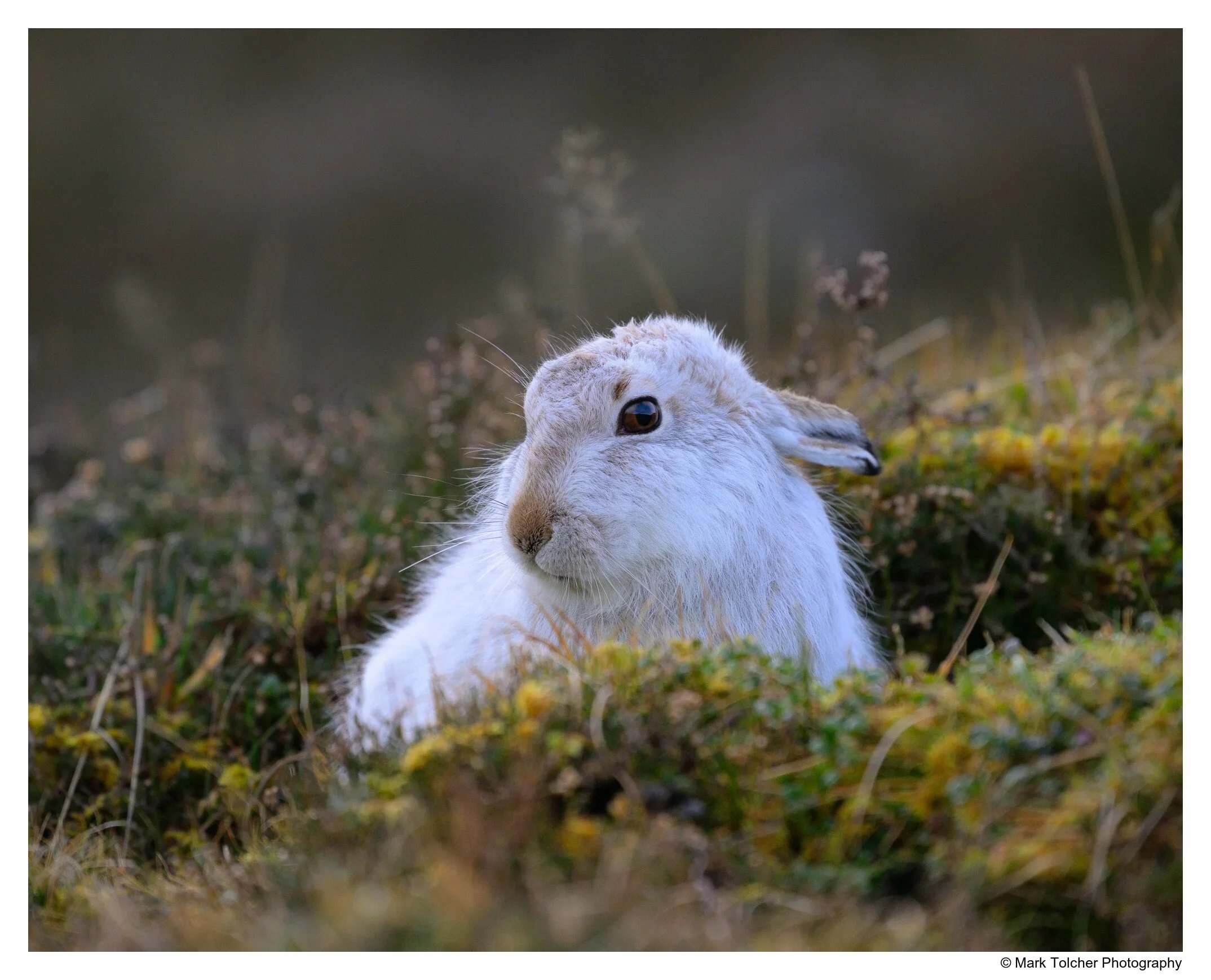 Mountain Hare in the Cairngorms in its Winter Plumage