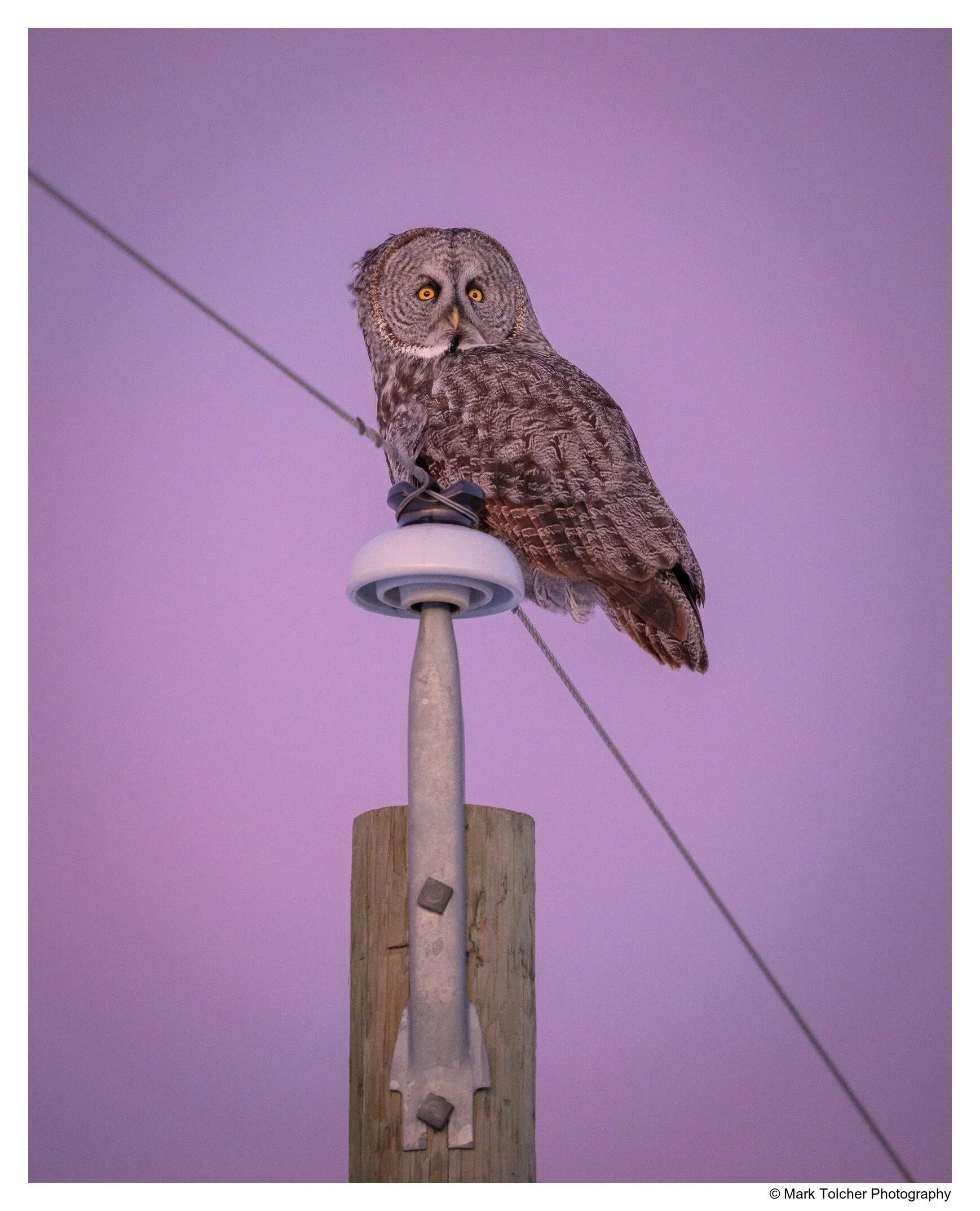 Great Grey Owl, Sunrise