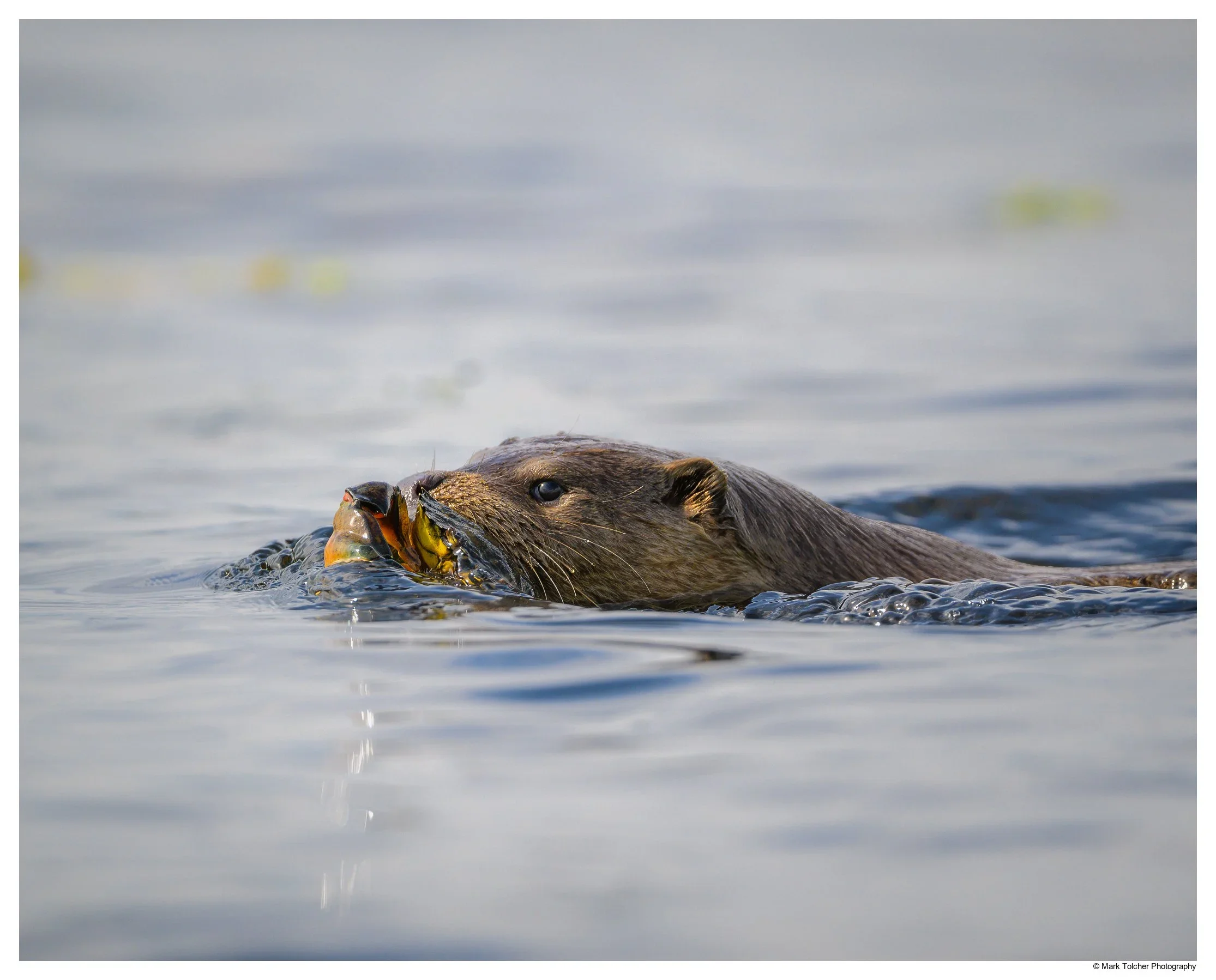 Photographing Otters on the Isle of Mull