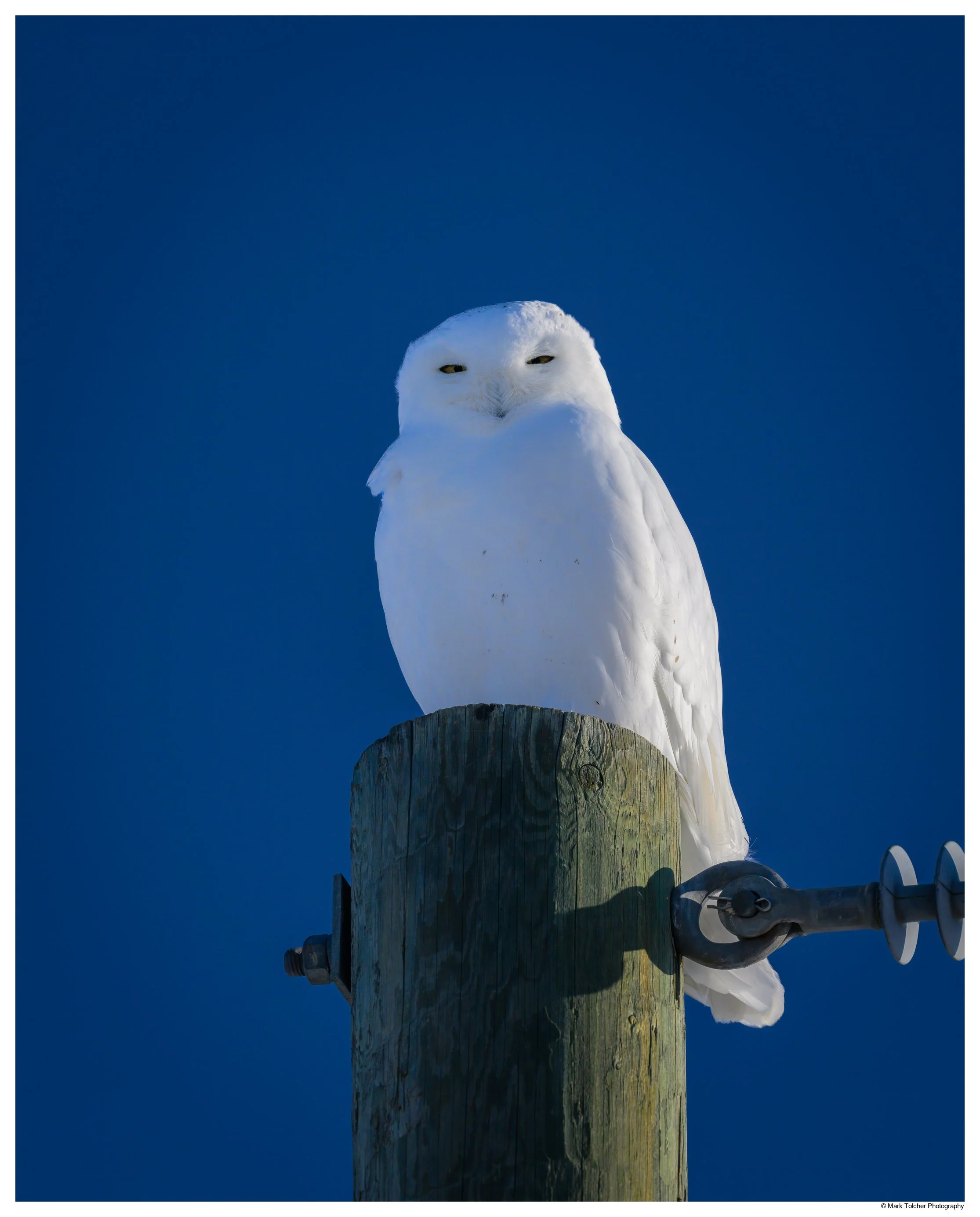 _NZ86946-Edit.jpg