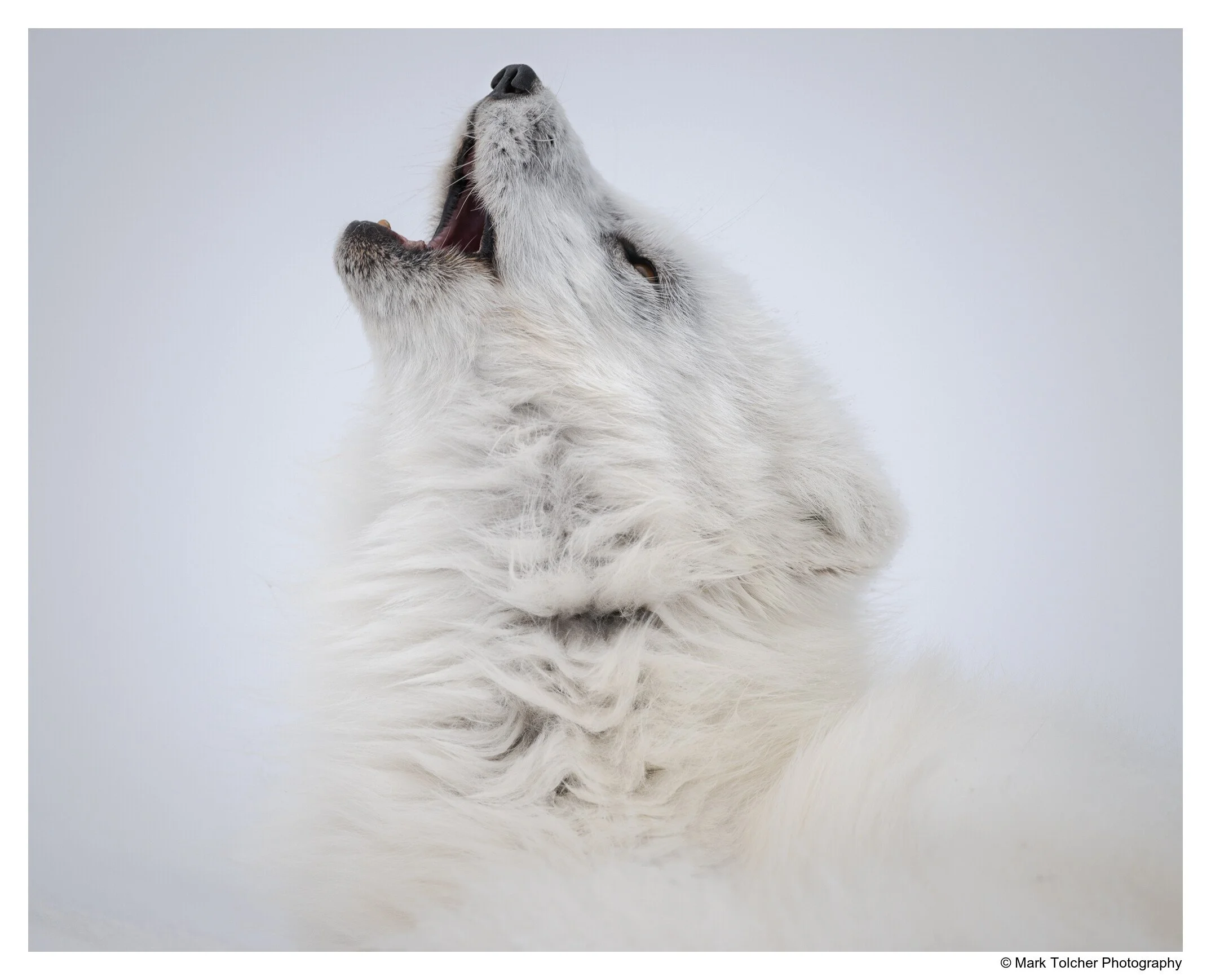An Arctic Fox Calling in Svalbard