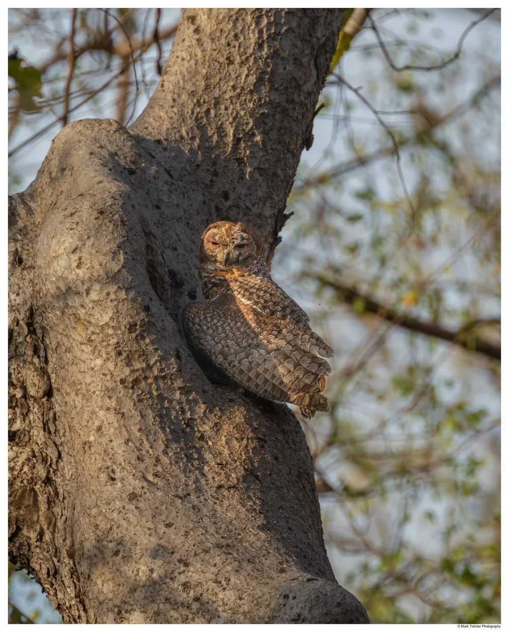 Mottled Wood Owl