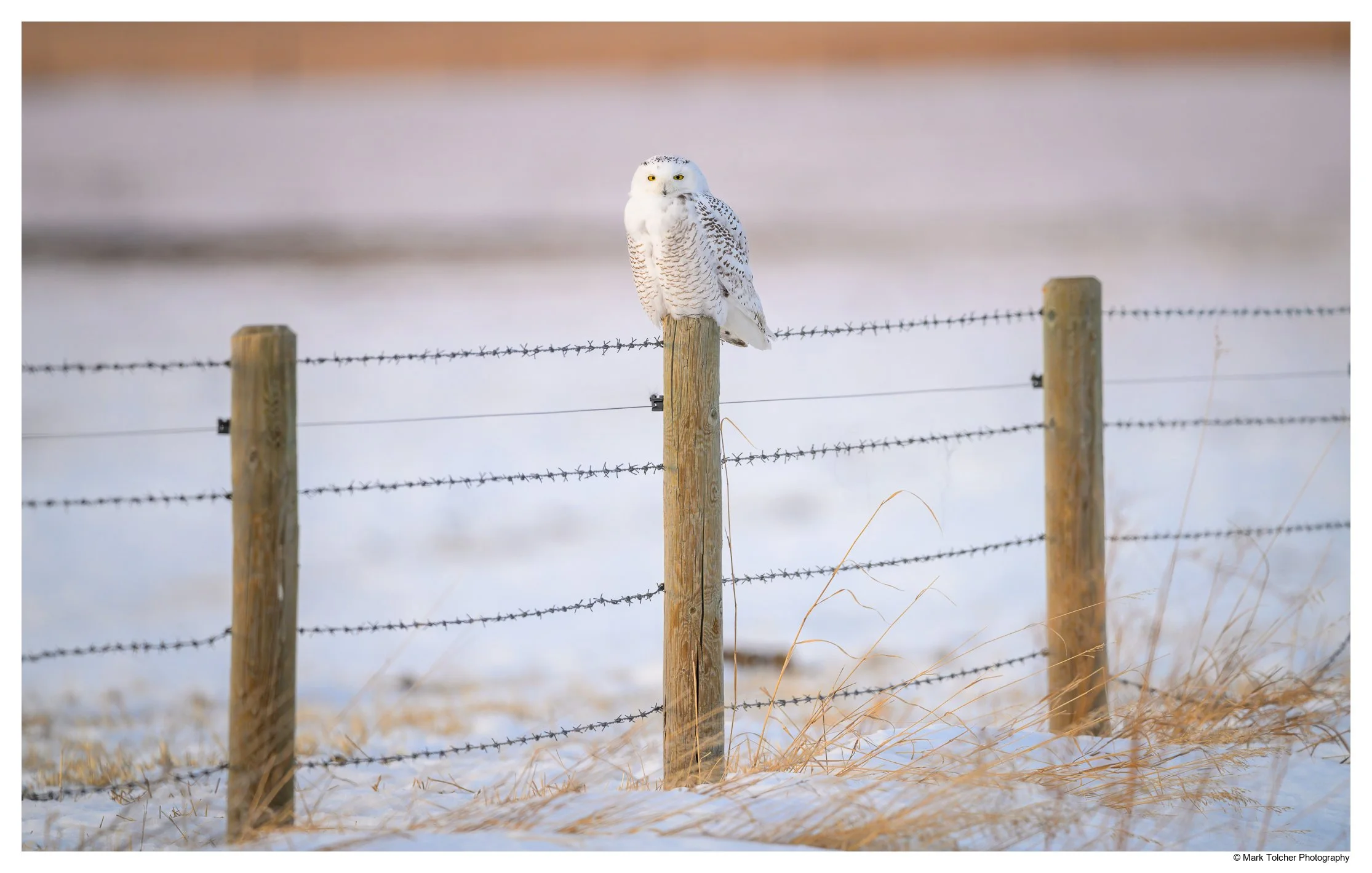 _NZ86393-Edit.jpg