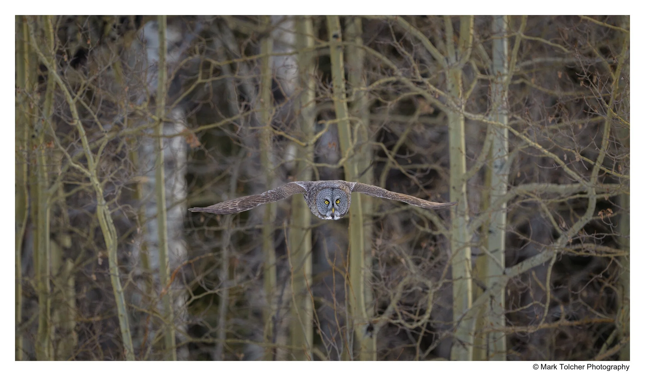 Great Grey Owl flying through the trees