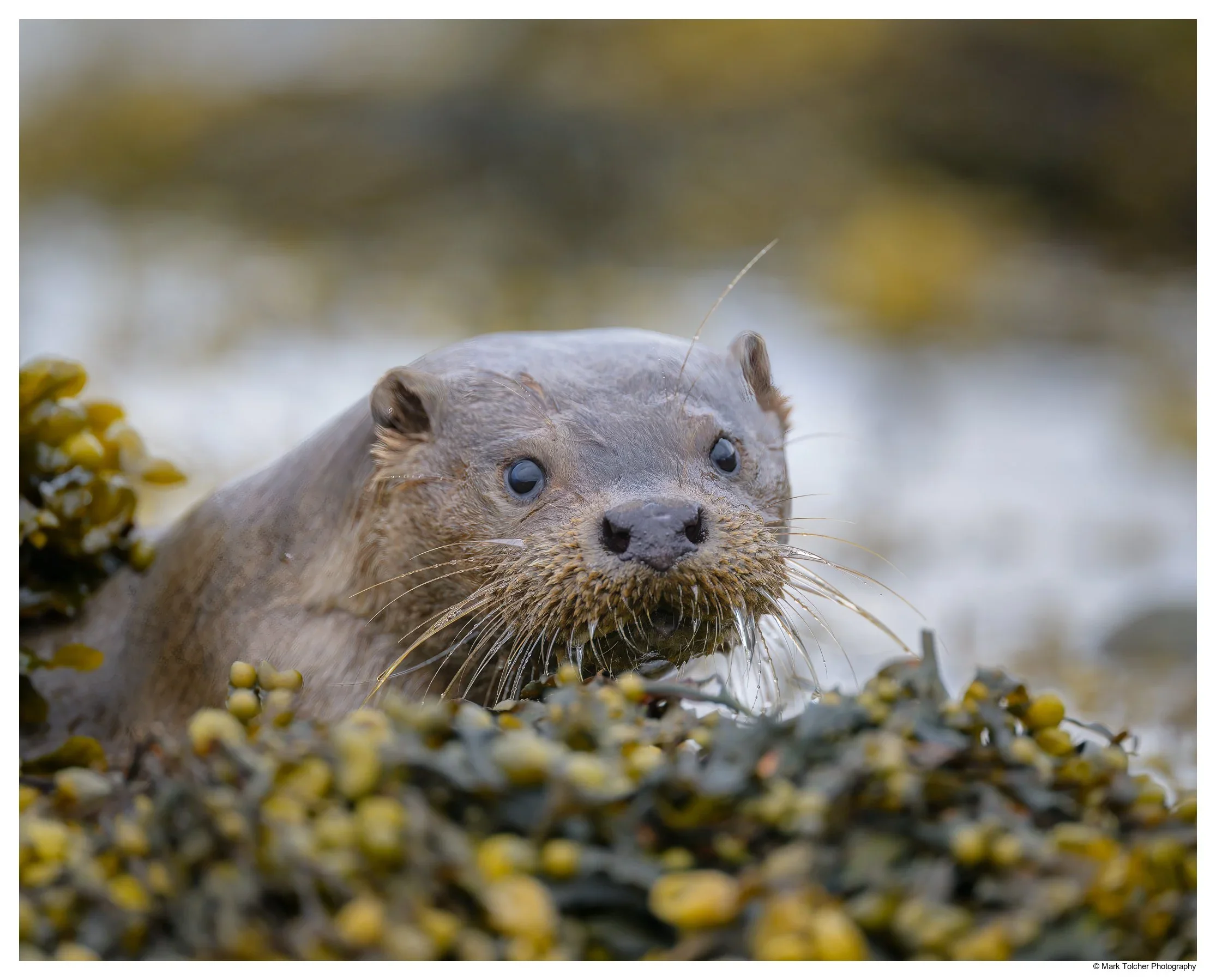 Otter Portrait