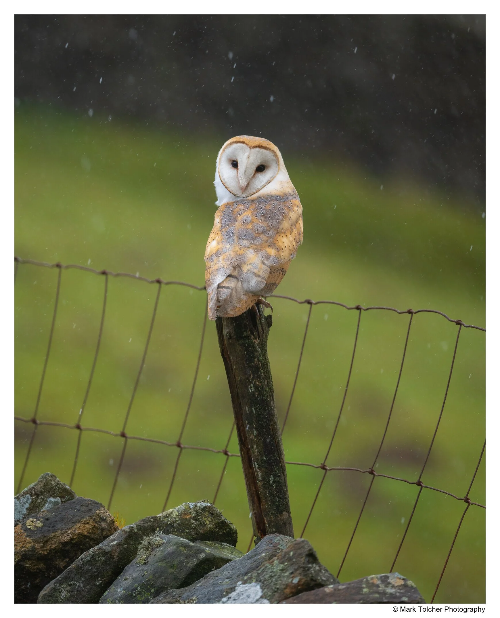 _NZ77626-Edit.jpg