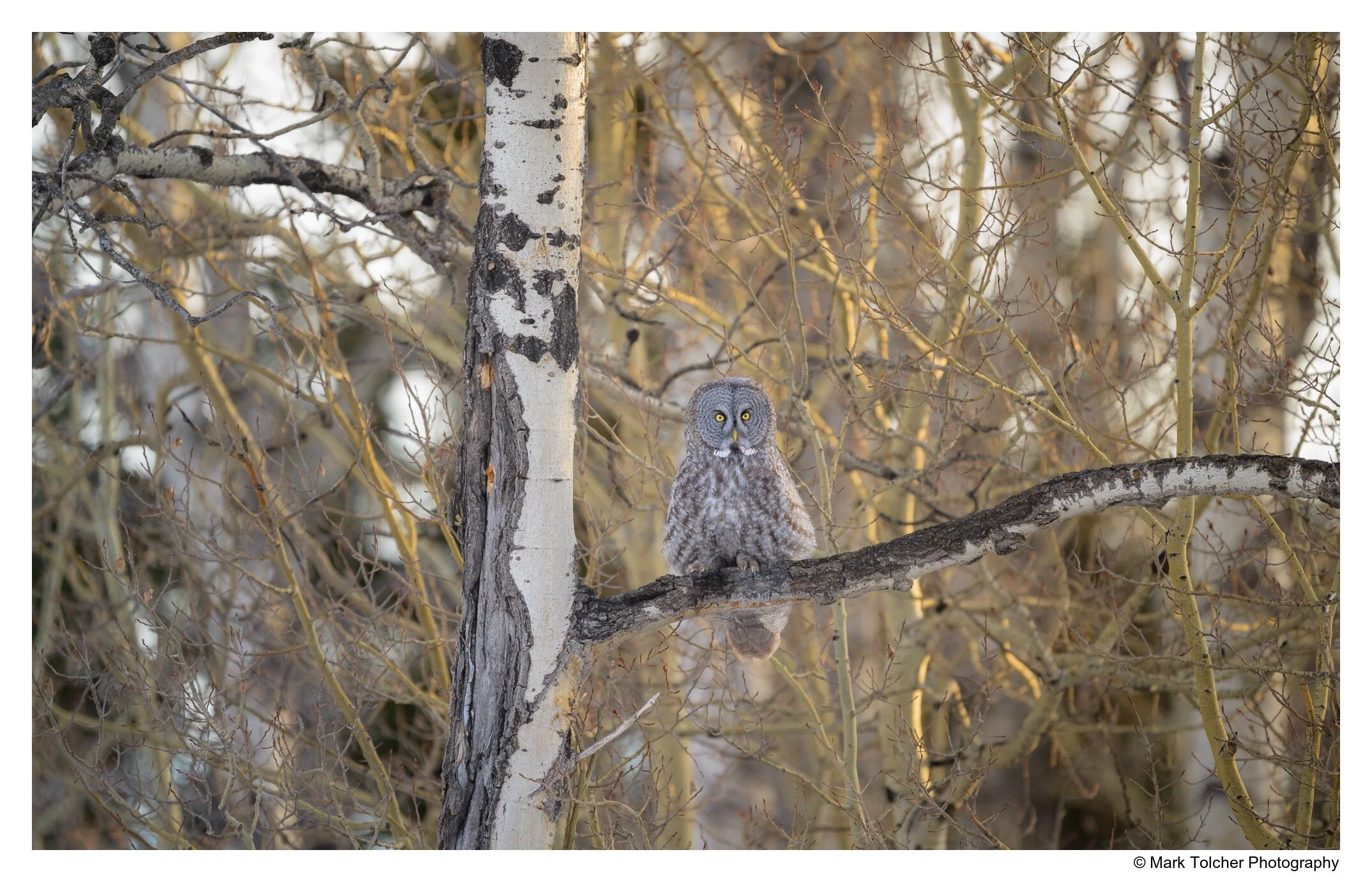 Great Grey Owl perched in the tree's