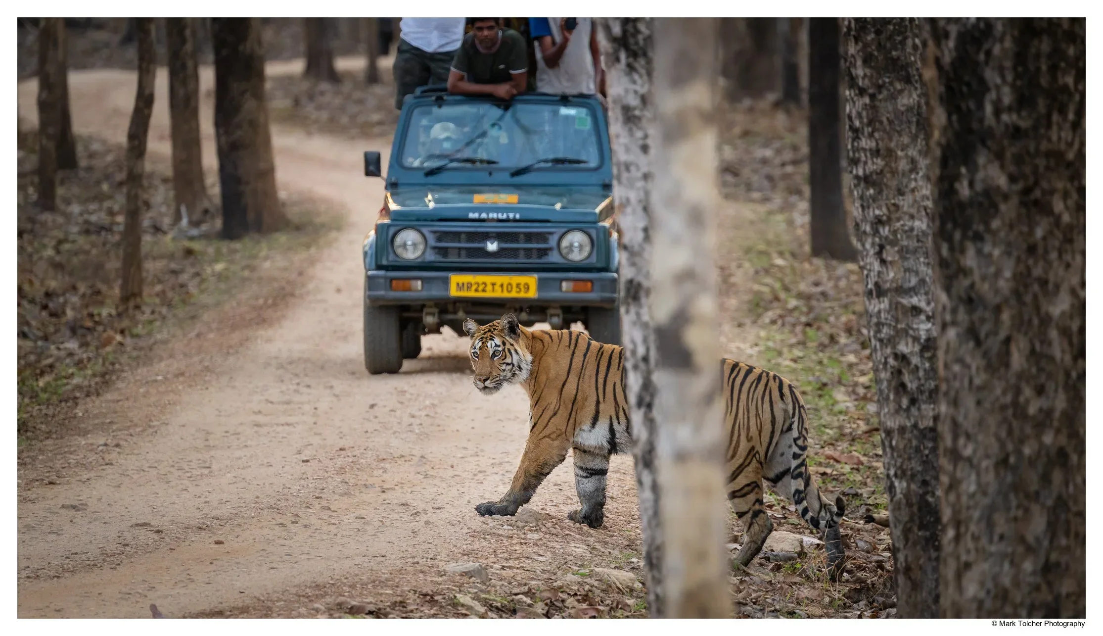 Tiger crossing the track