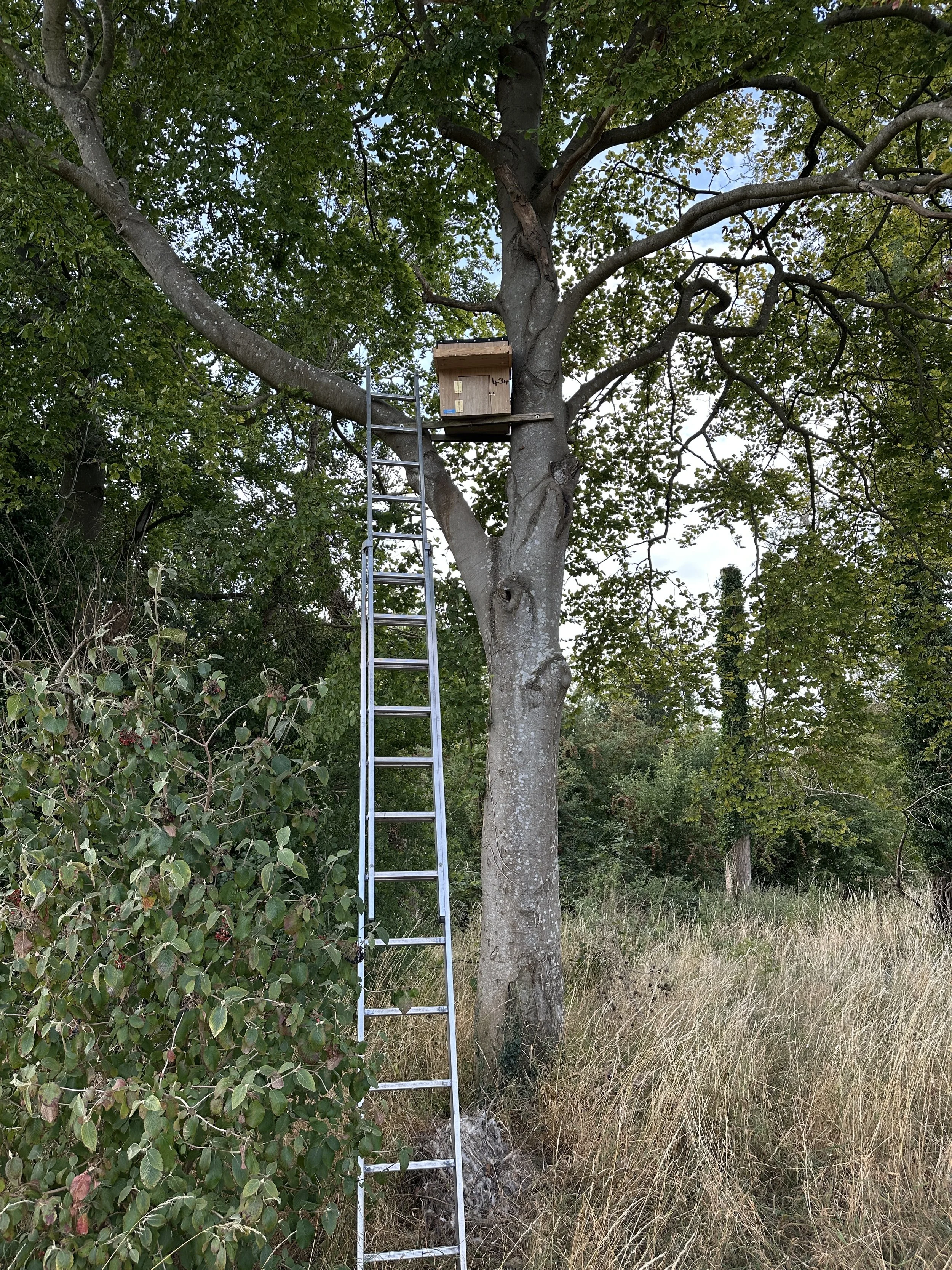 Sponsored Barn Owl Box