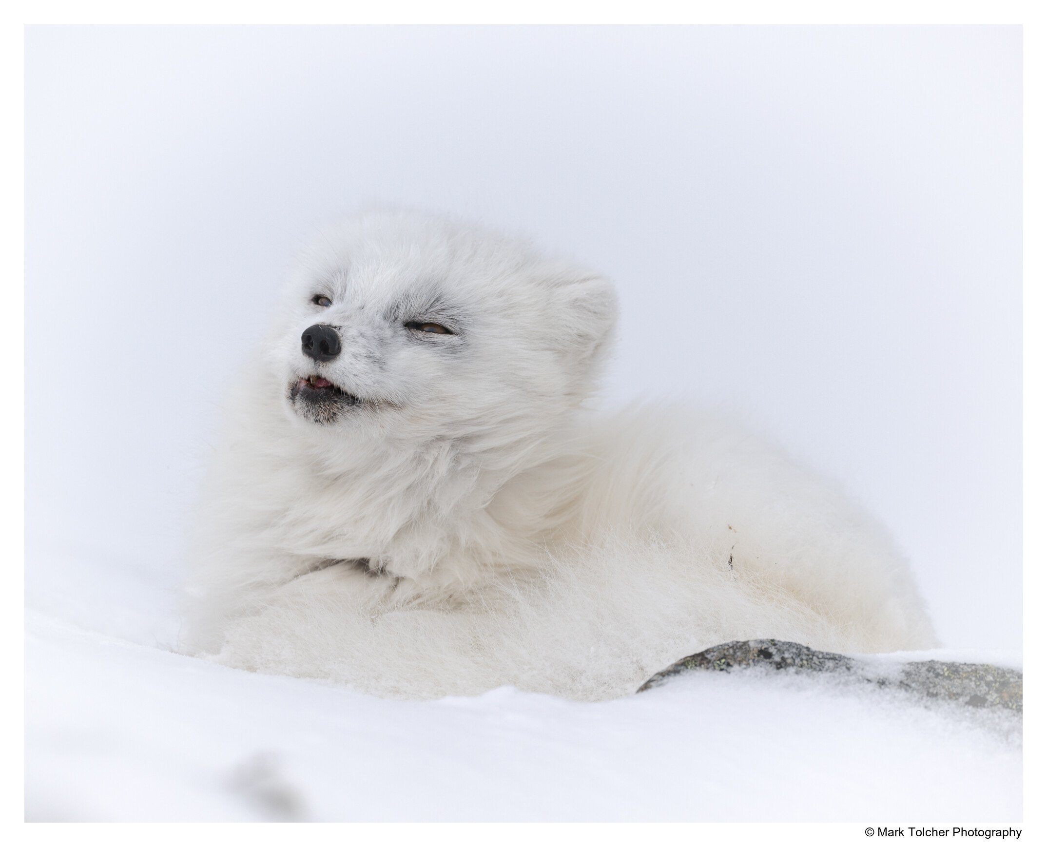 Sleeping Arctic Fox