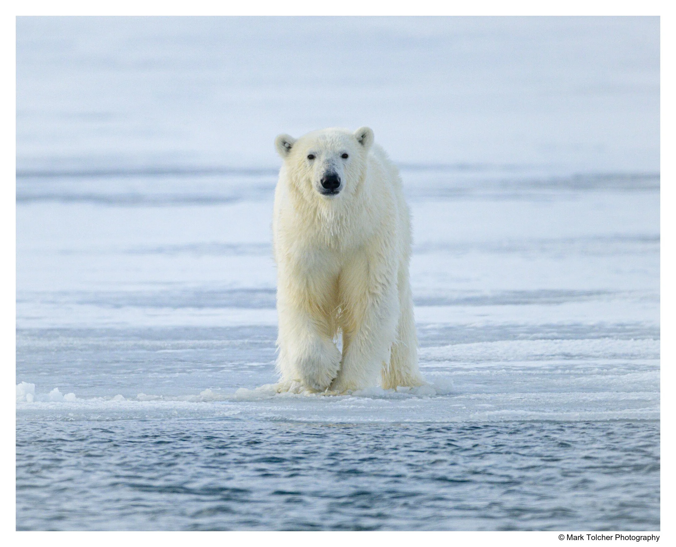 Polar bear standing on sea ice in Svalbard