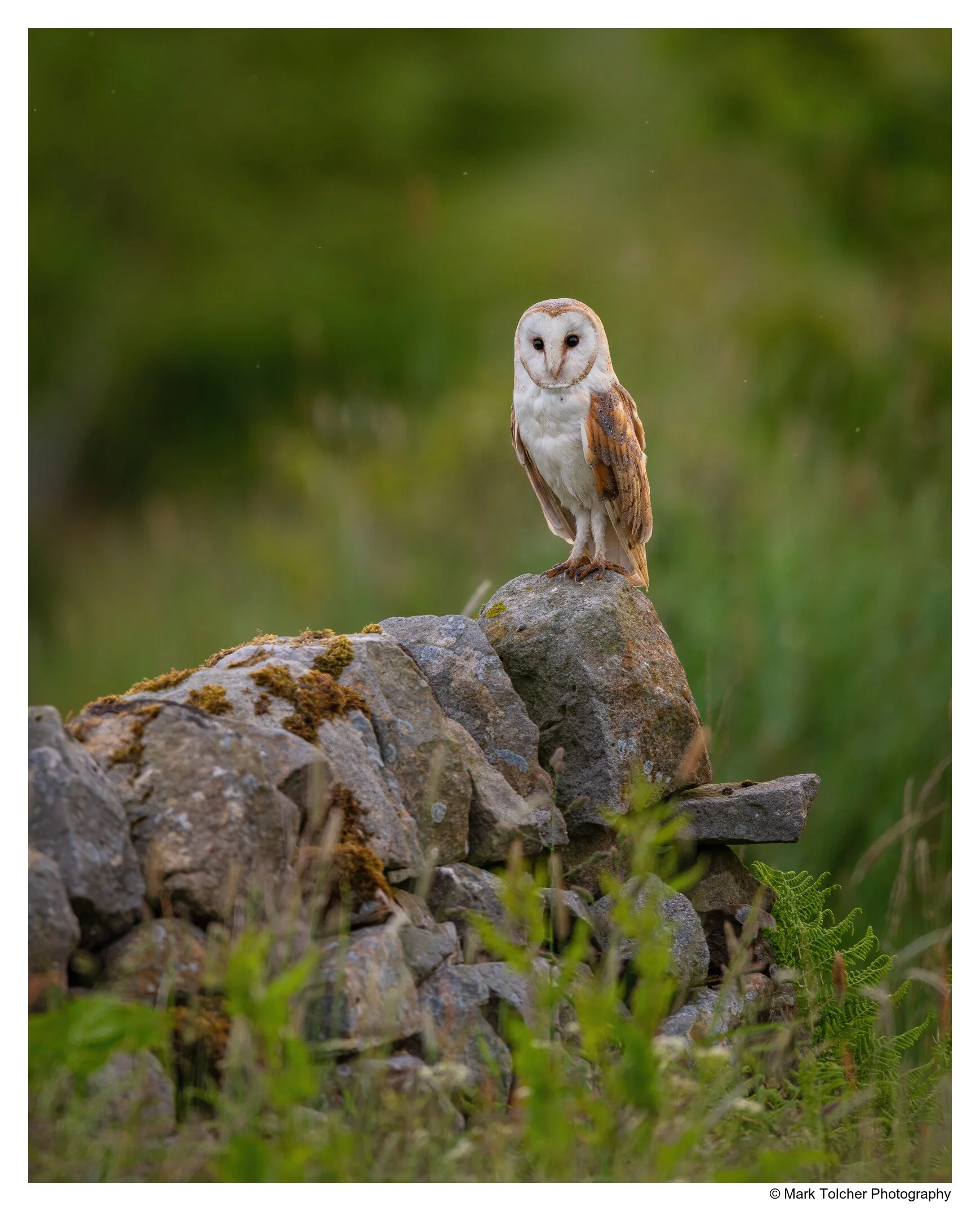 _D853087-Edit.jpg
