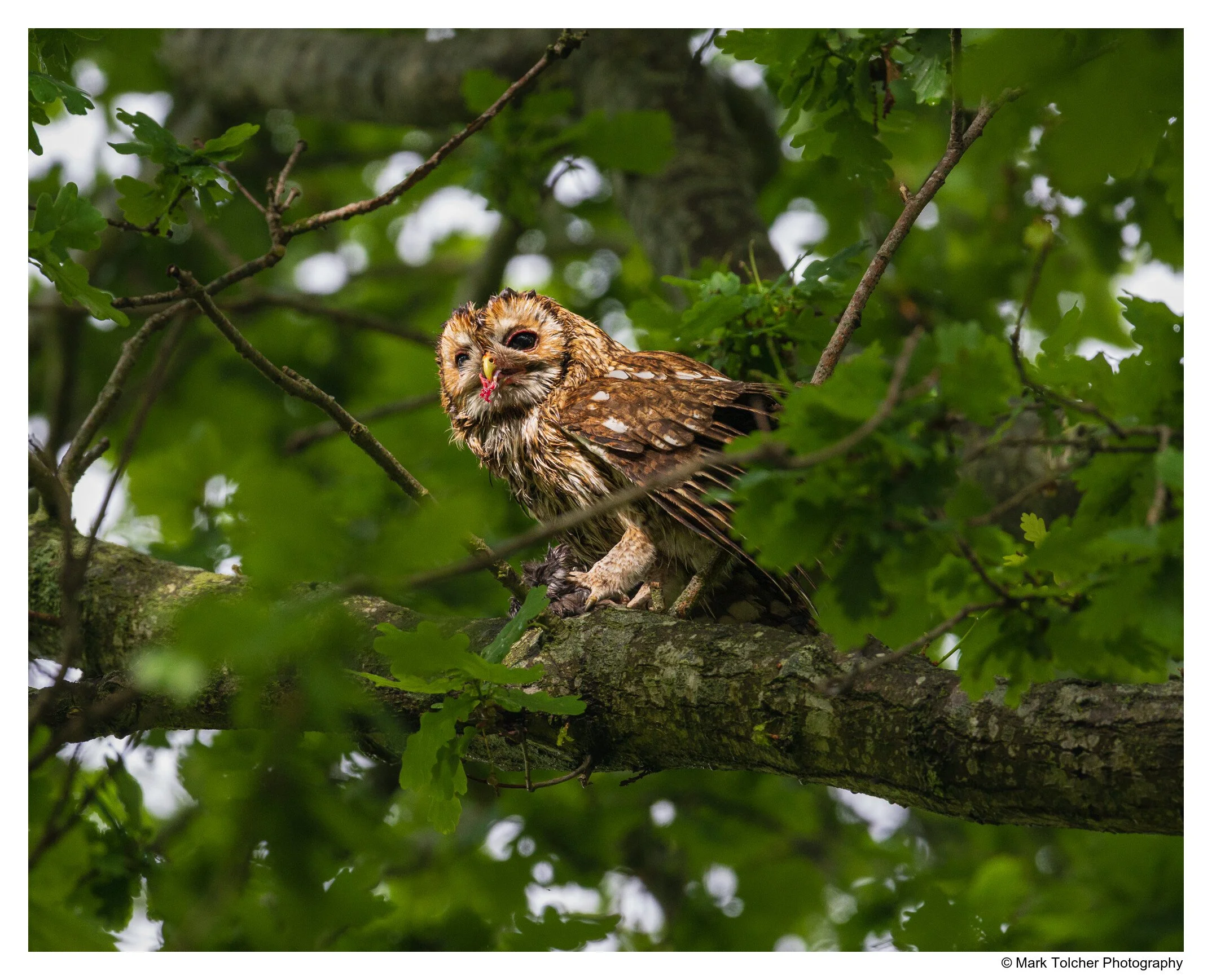 Tawny Owl with Blackbird