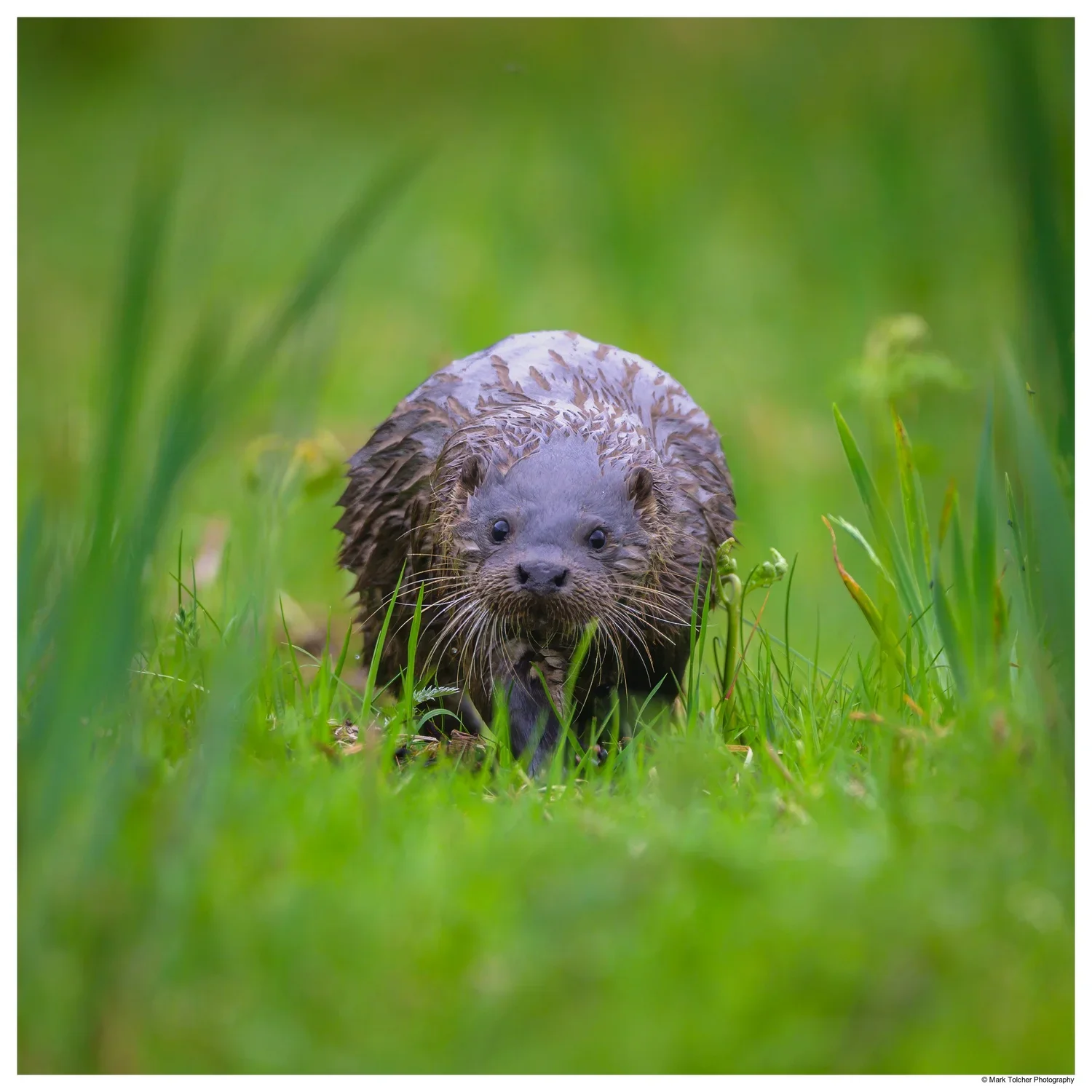 Otter Running Towards The Camera