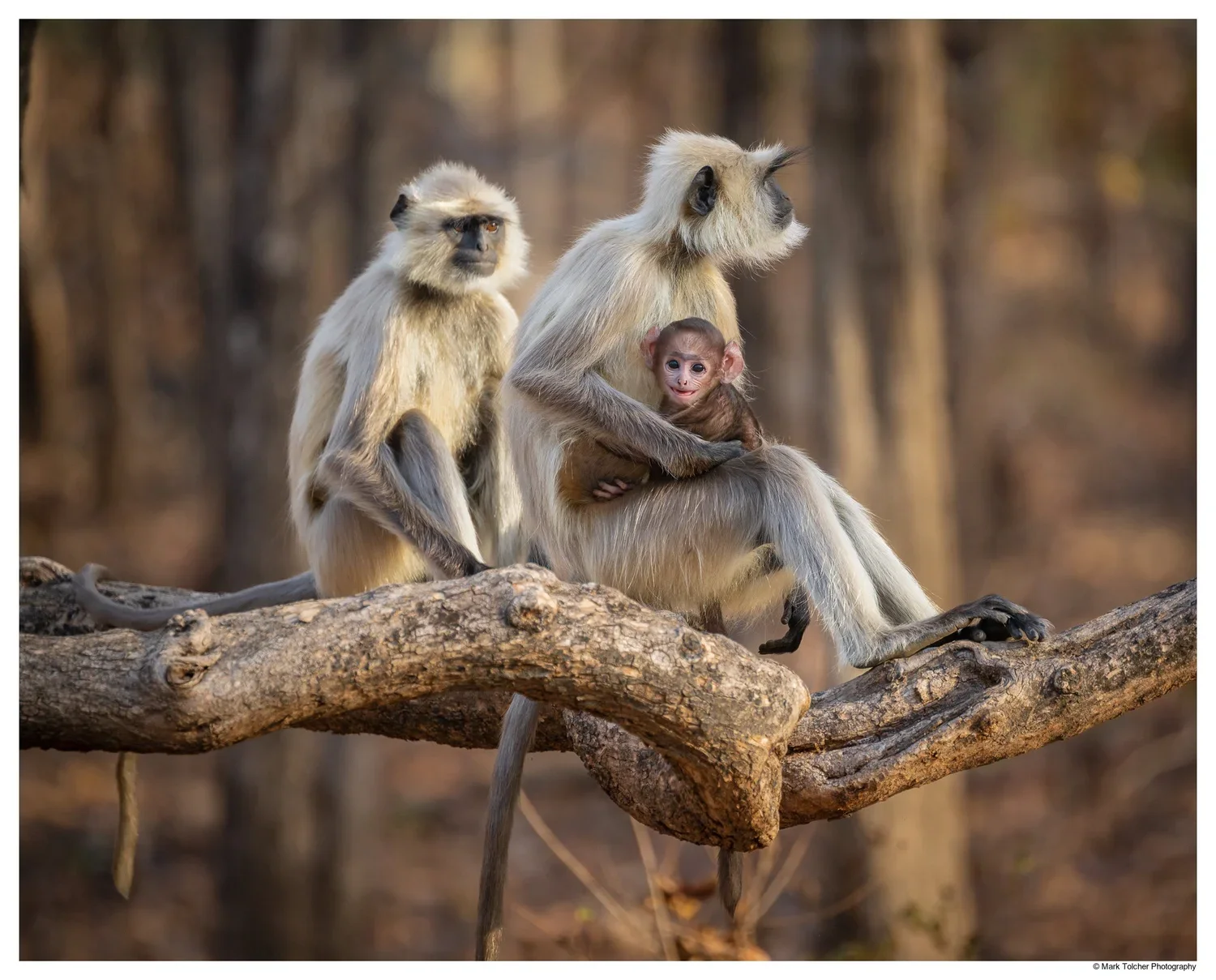 Grey Langurs