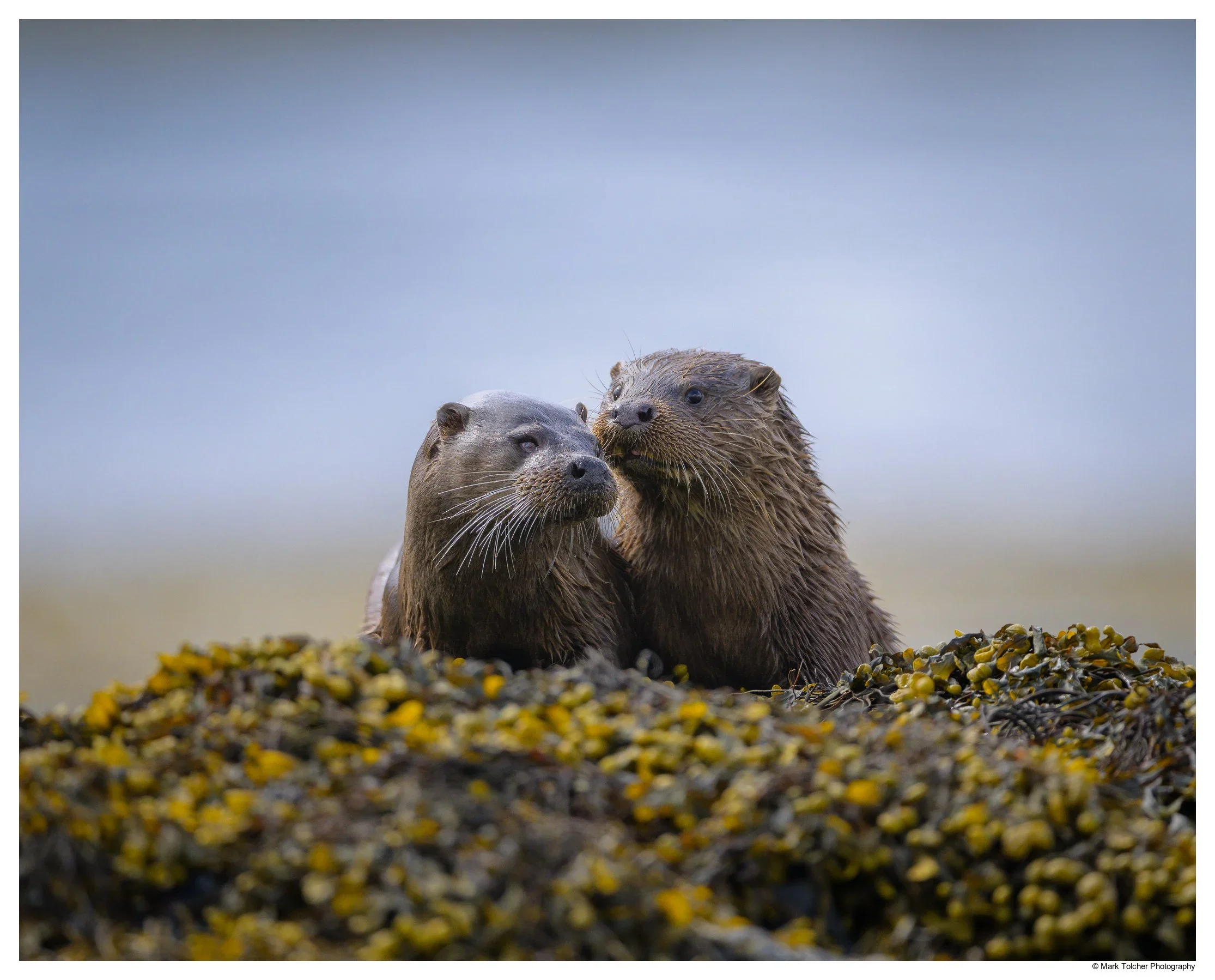 Otter Mother and Cub