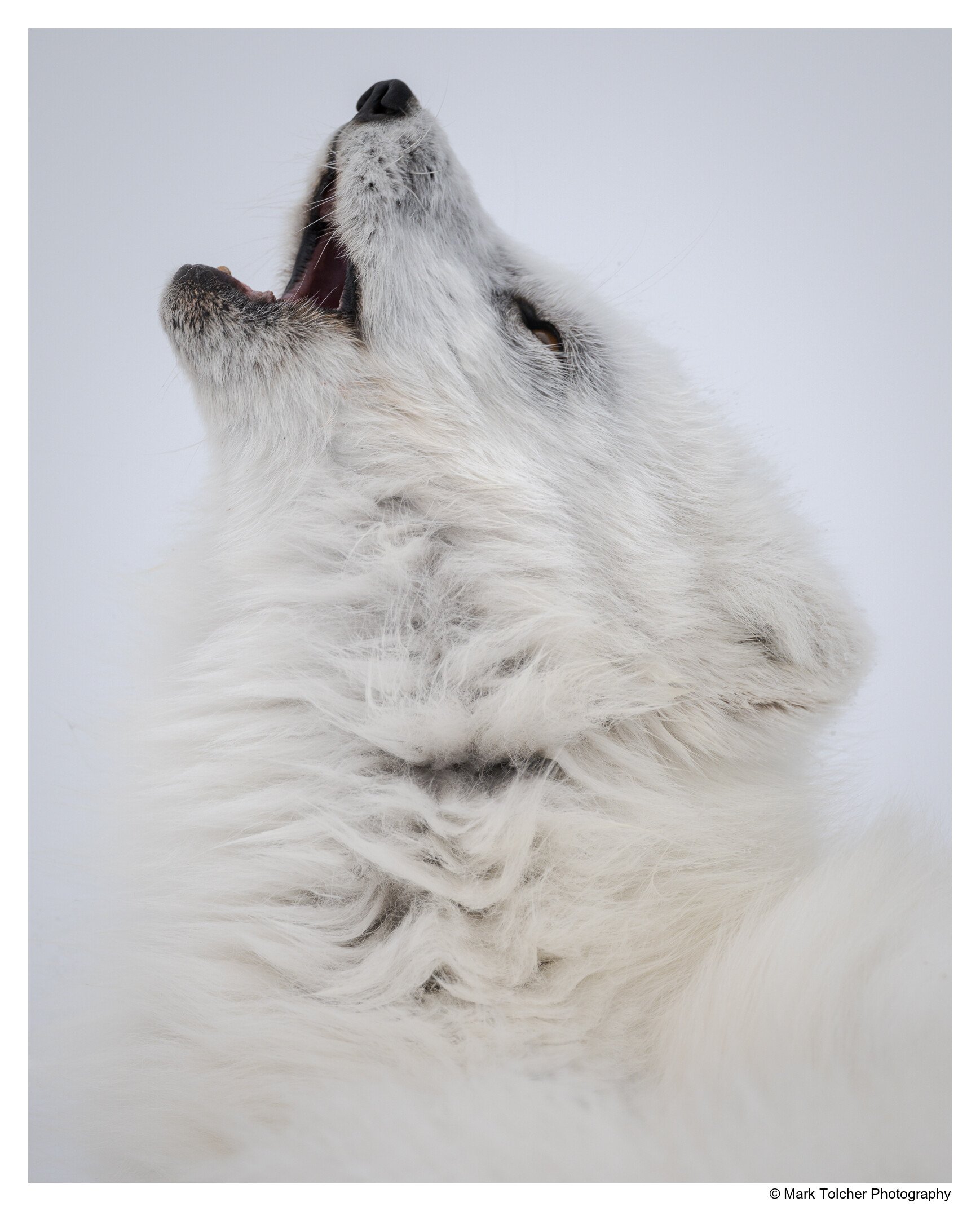 Arctic Fox calling for its mate, Svalbard