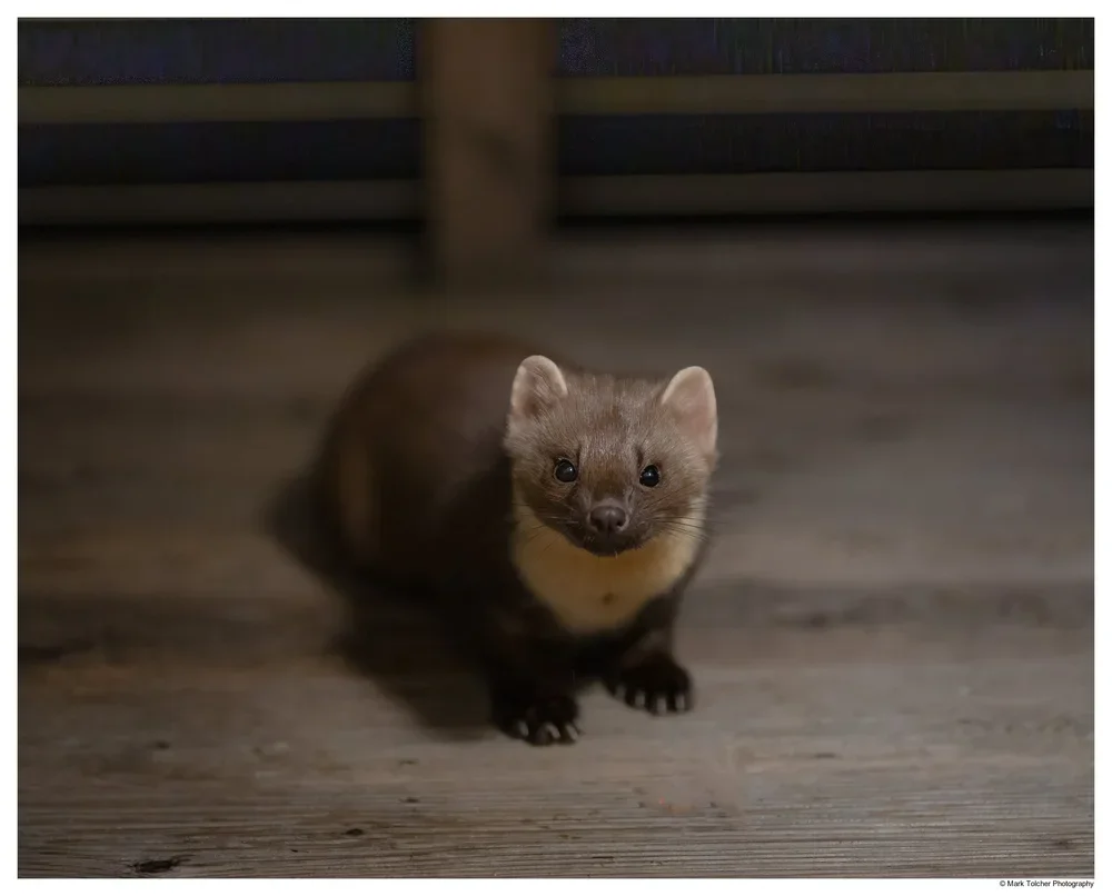 Pine Marten
