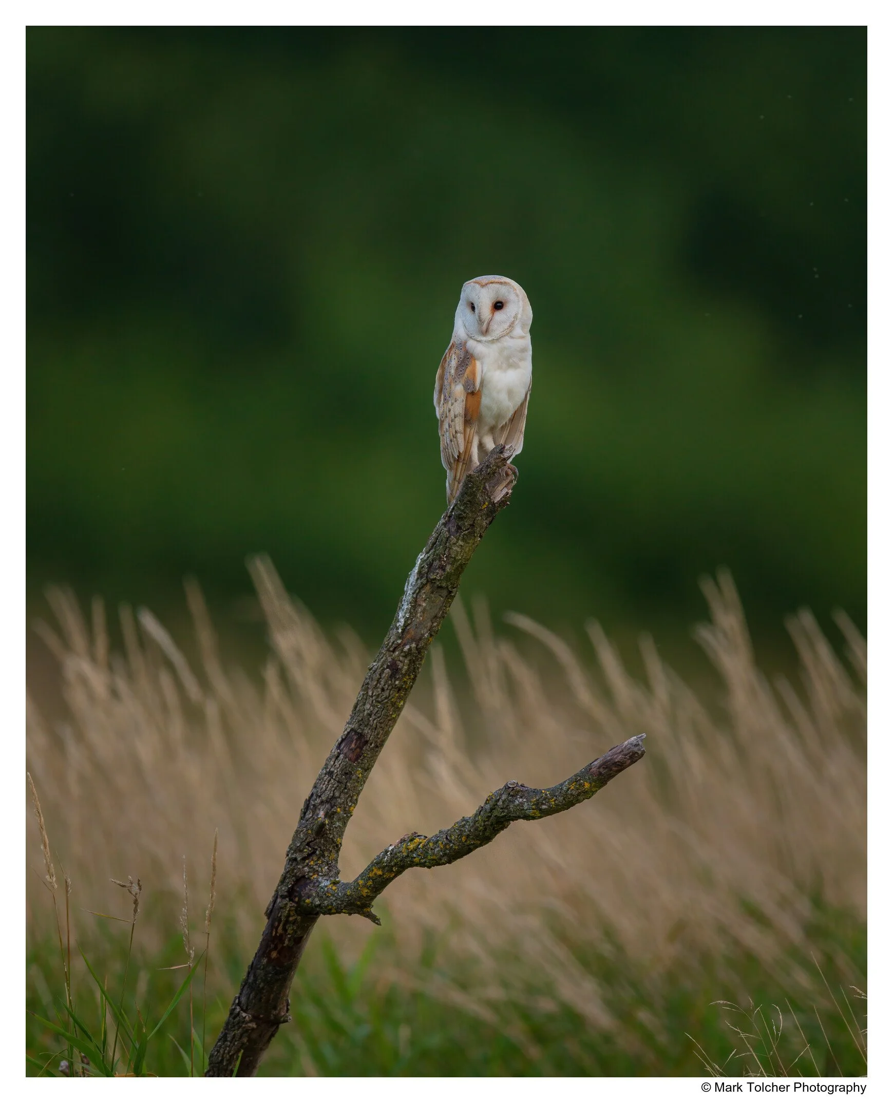 _D854054-Edit.jpg