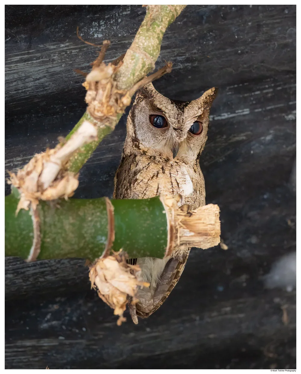 Indian Scops Owl