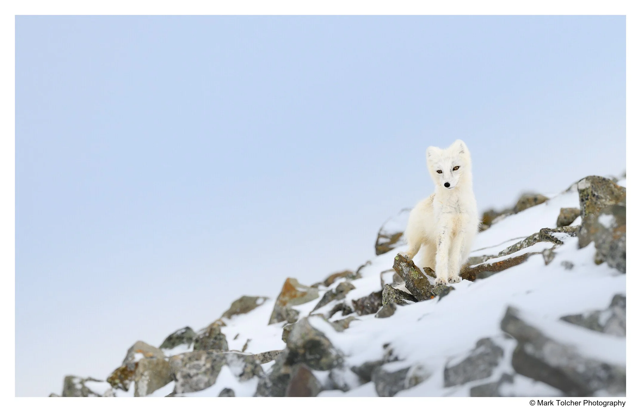 Arctic Fox