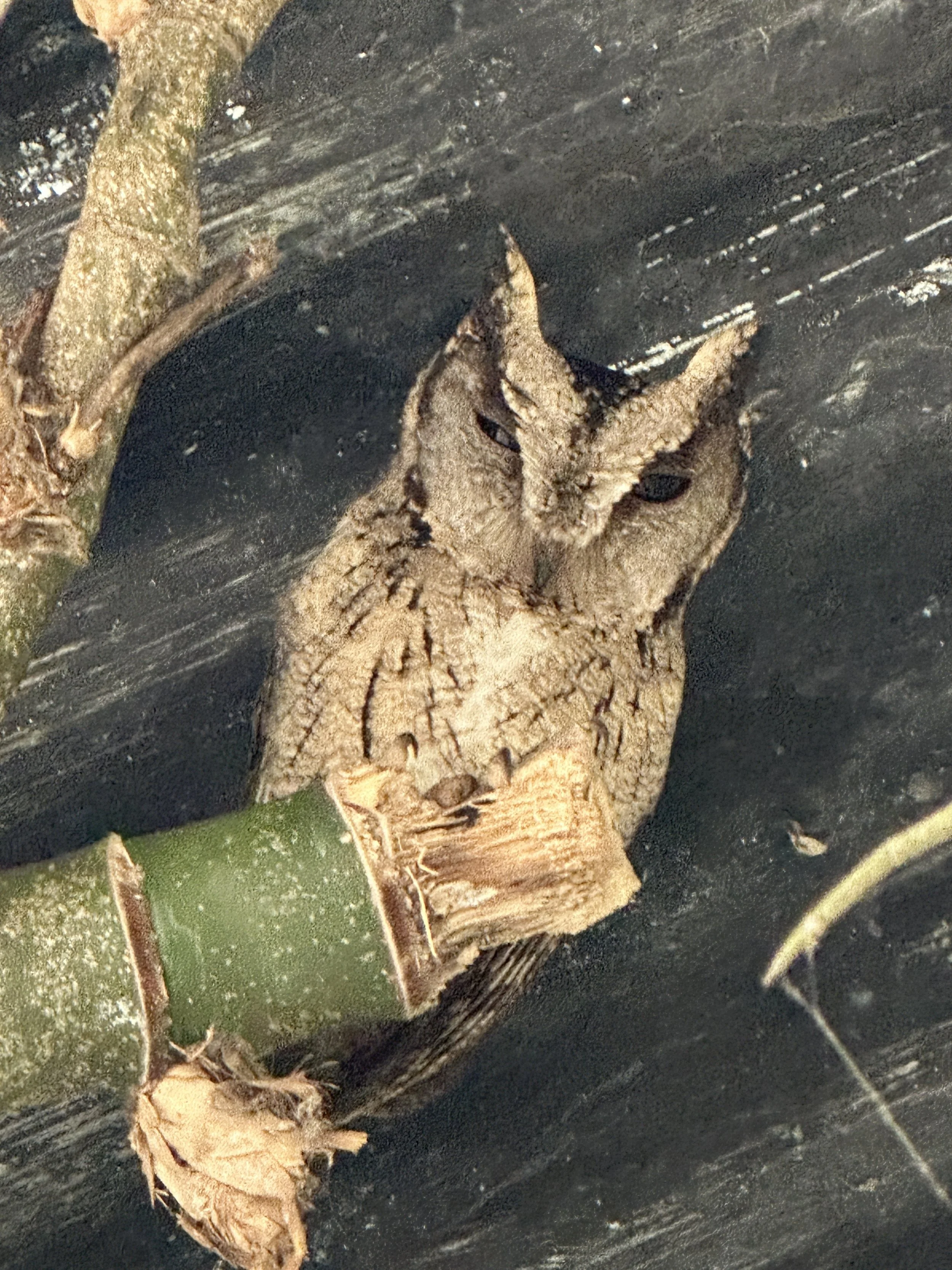 Indian Scops Owl