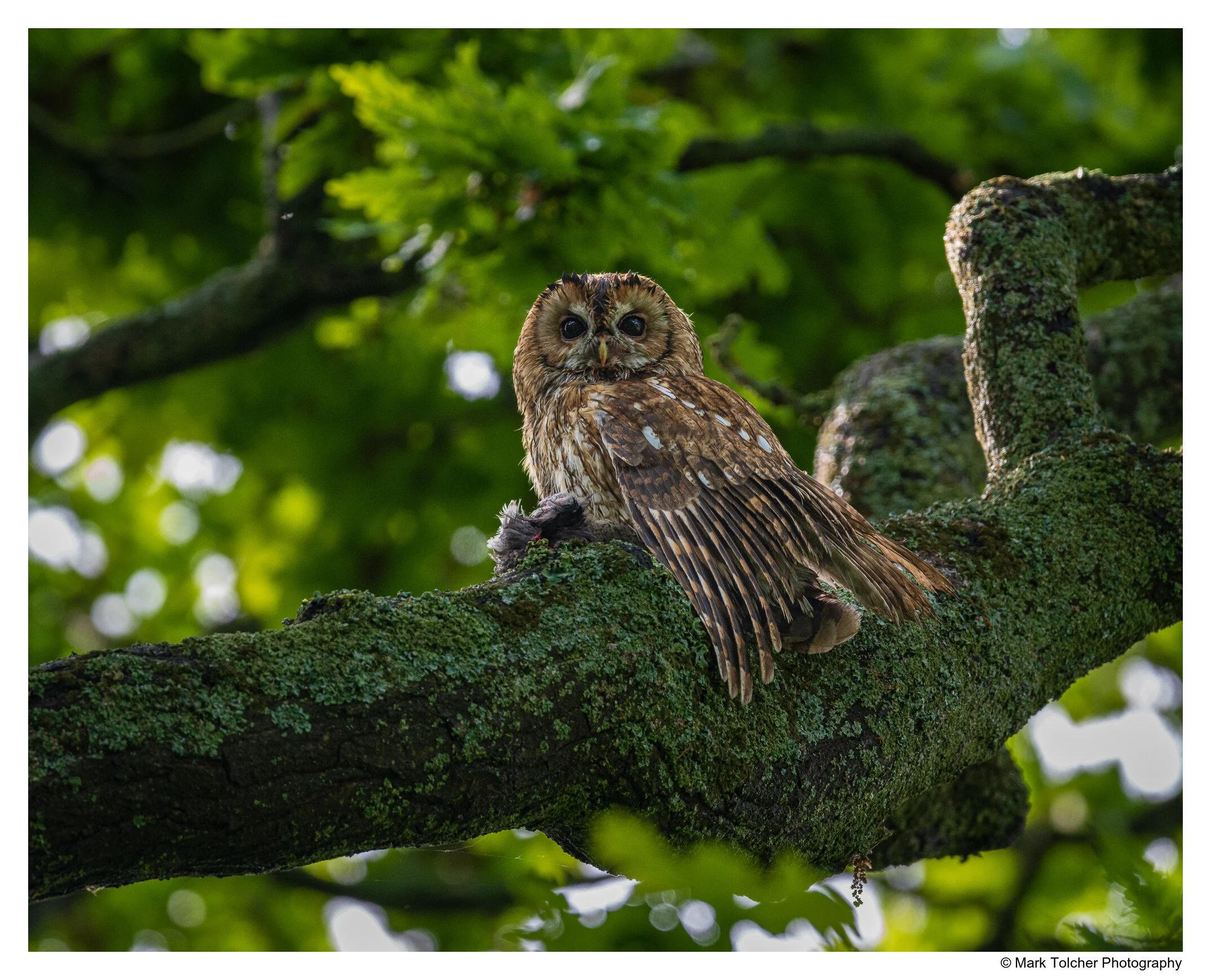 Tawny Owl high in the canopy with blackbird