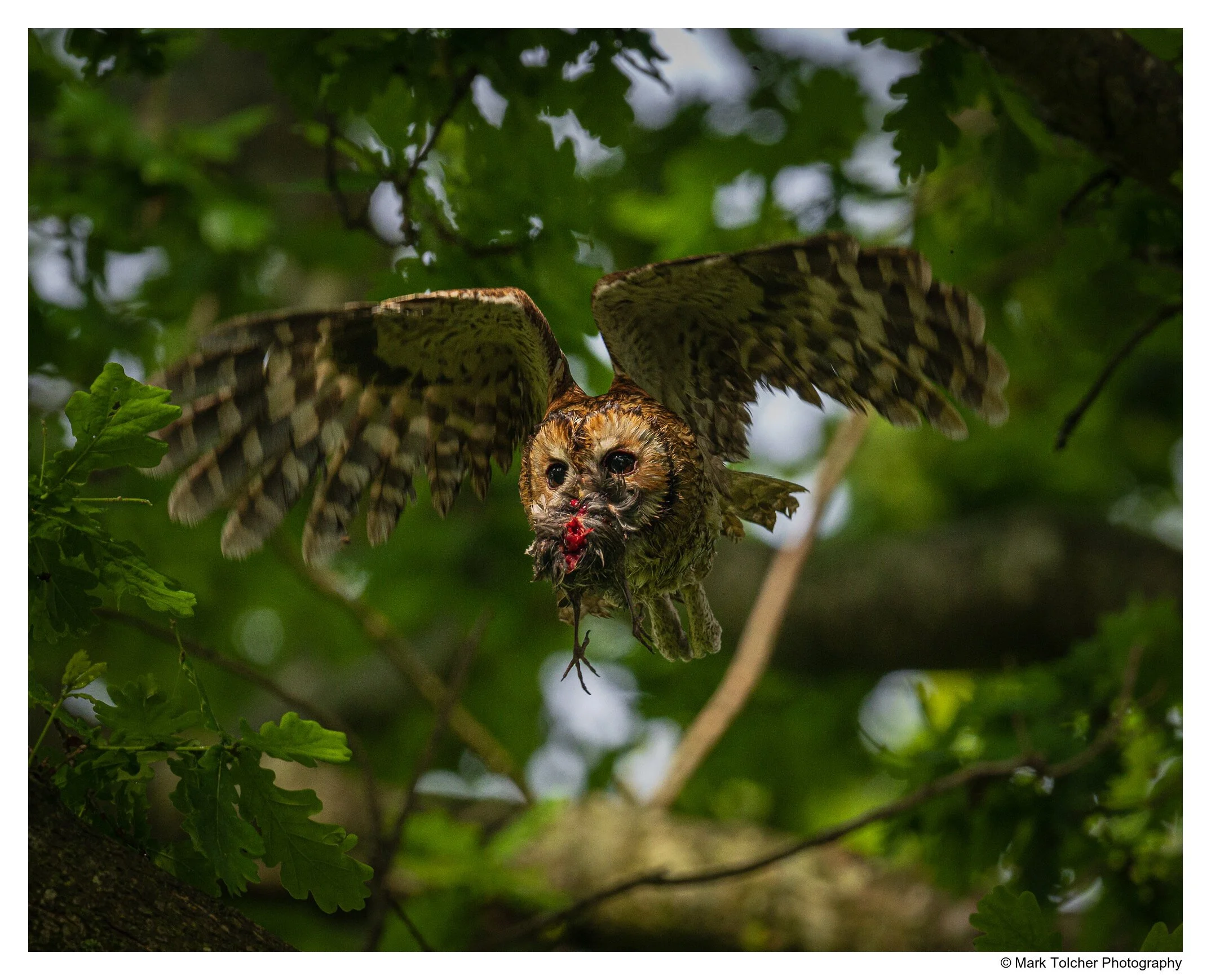 Tawny Owl with black bird