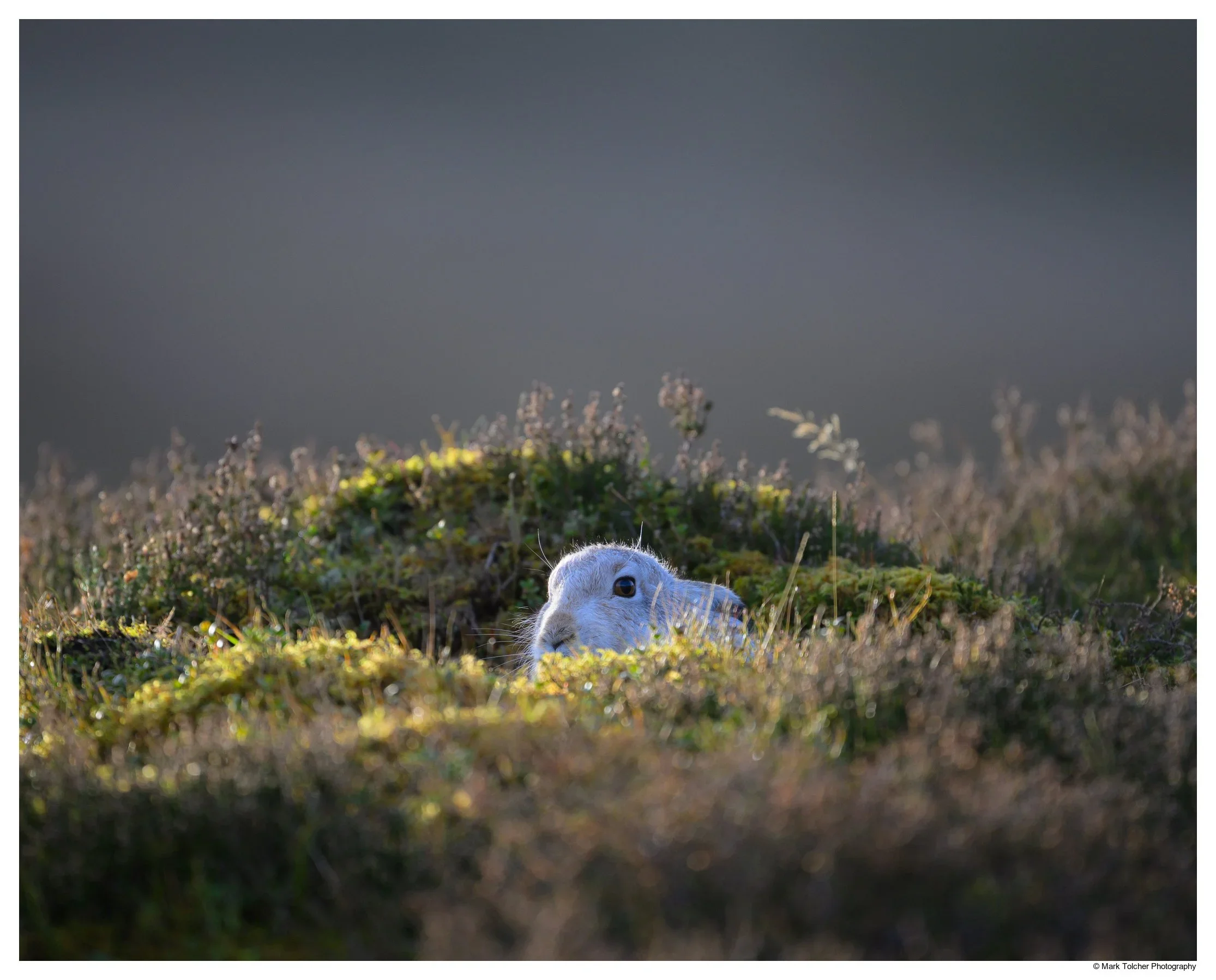 Mountain Hare Sheltering from the Wind