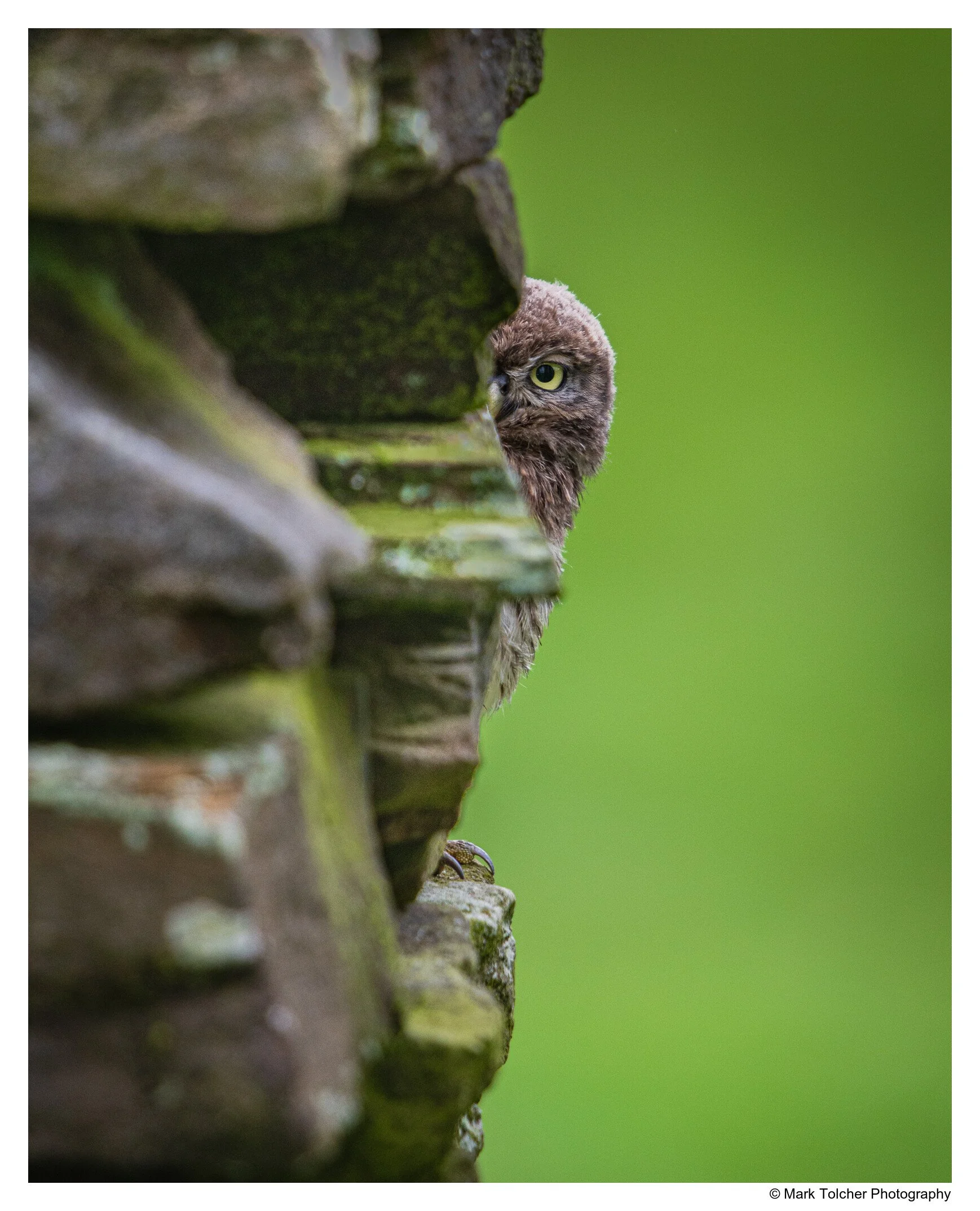 Little owl Chick peering from behind a stone wall