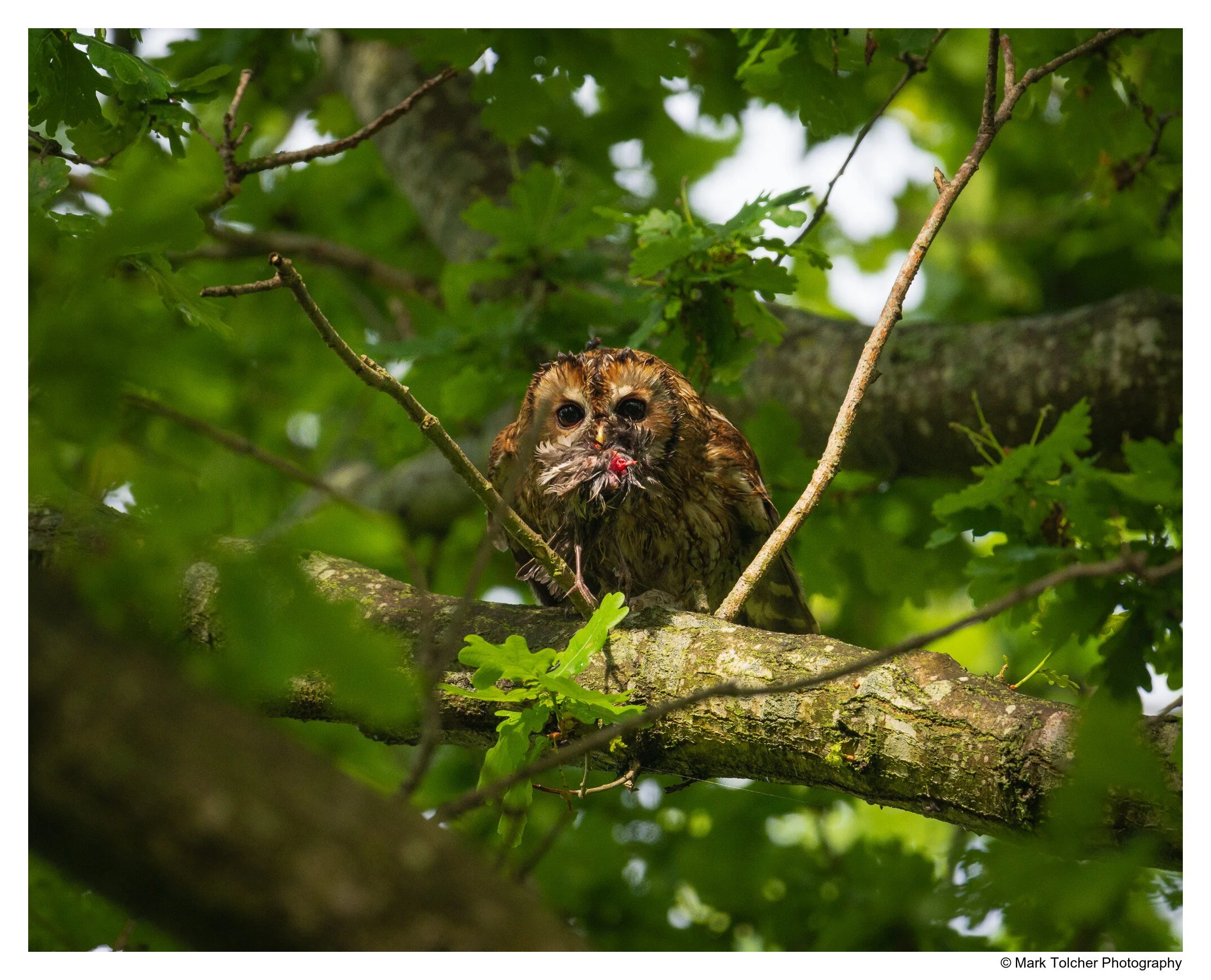 Tawny Owl Eating a Blackbird