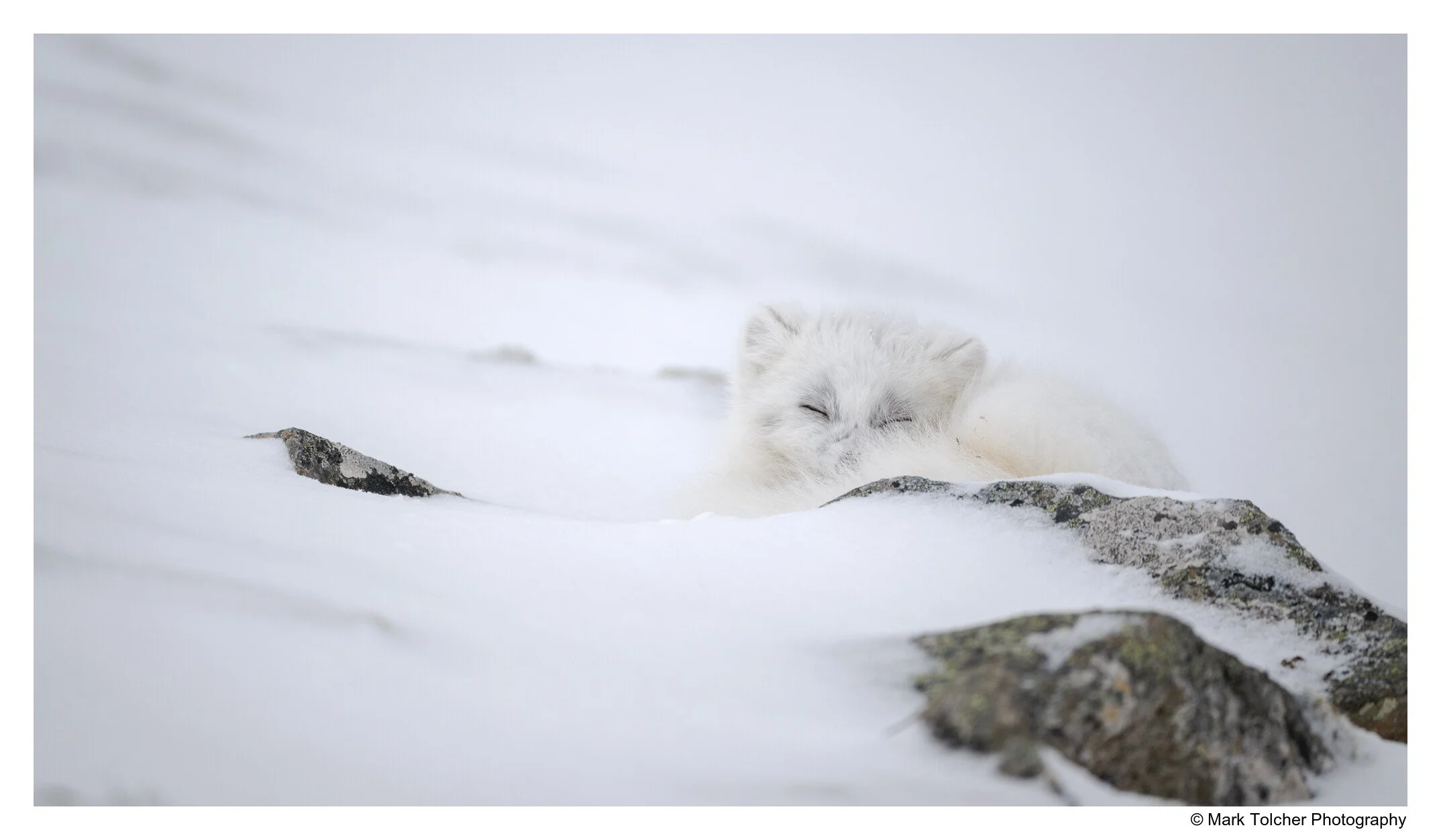Sleeping Arctic Fox