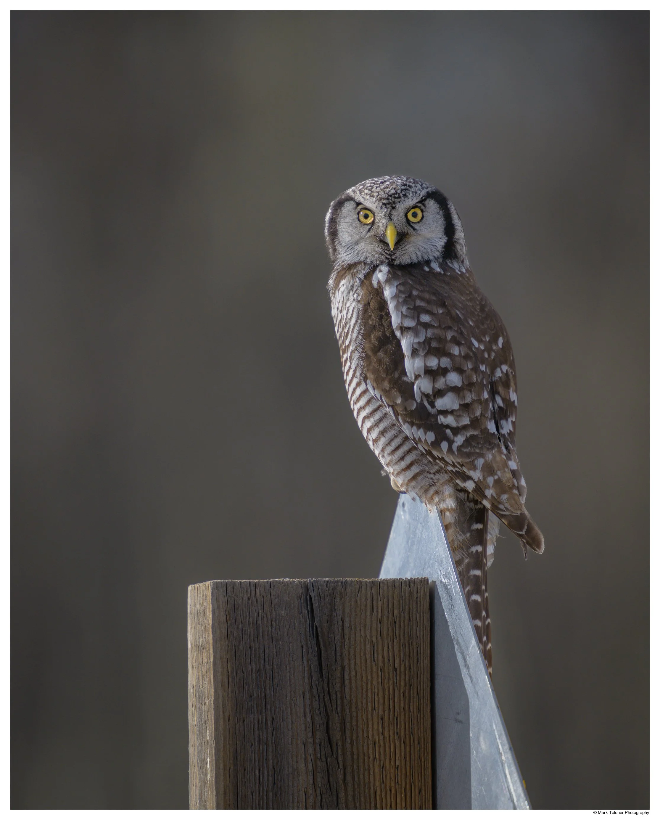 Northern Hawk Owl On Road Sign