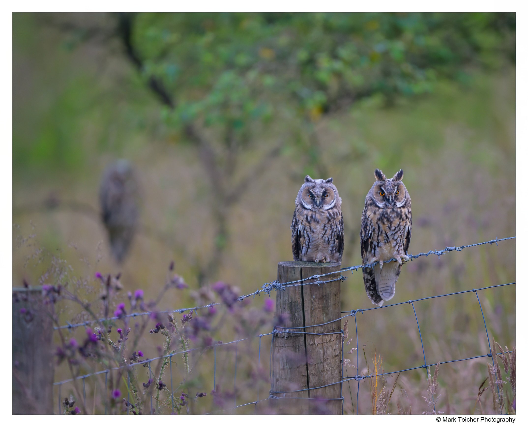 Roosting Long Eared Owl Chicks