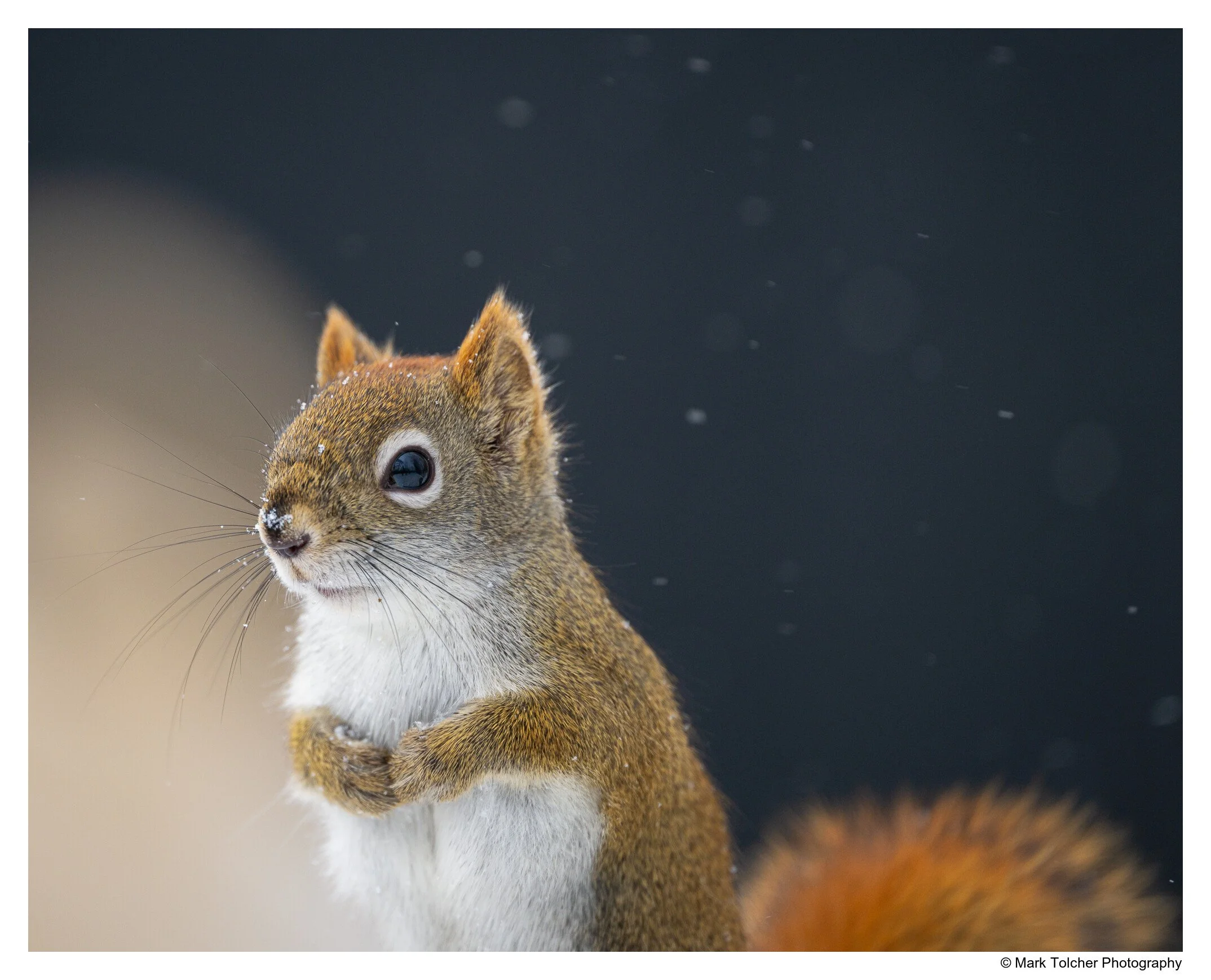 Red Squirrel in the snow, Minnesota, USA