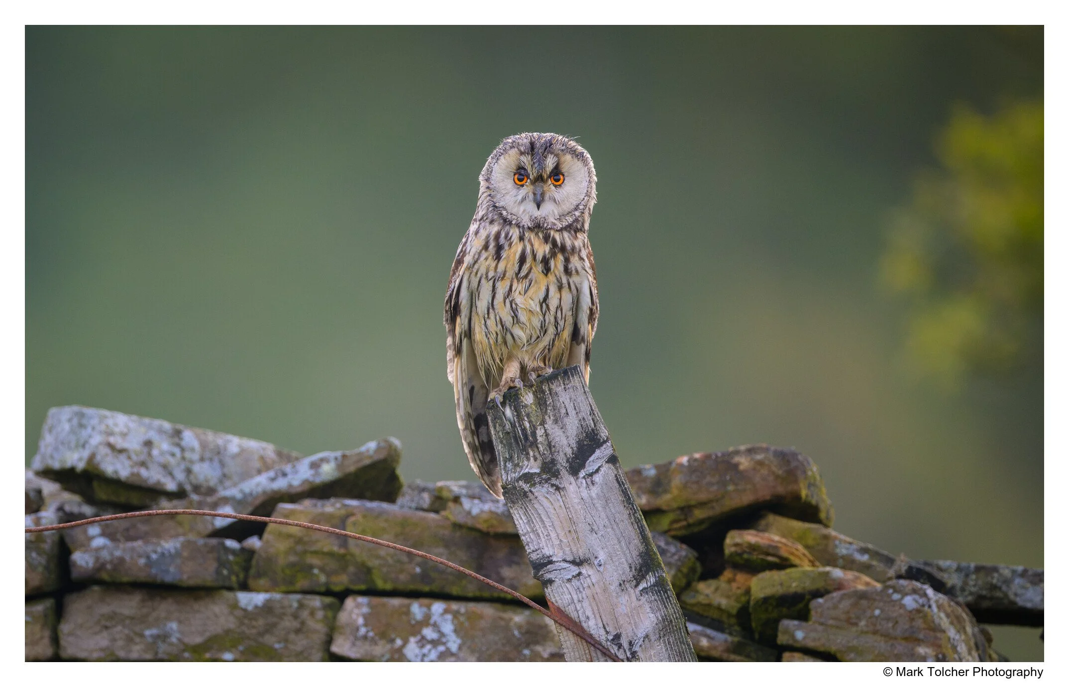 Long Eared Owl