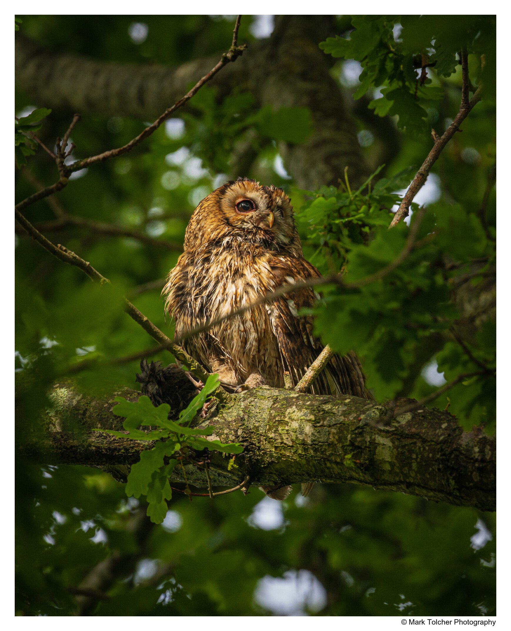 Tawny Owl with Blackbird