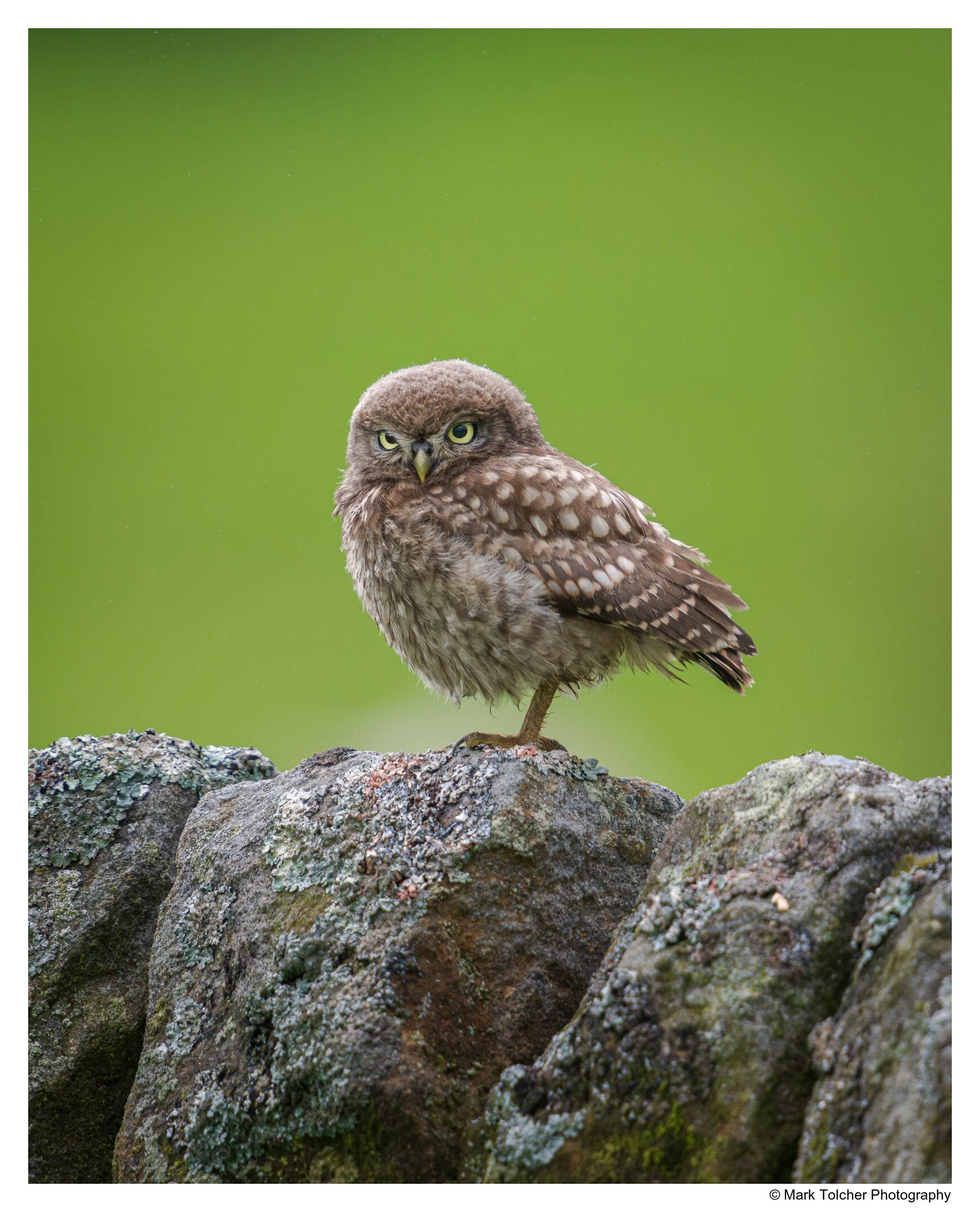 Little Owl Chick on Stone Wall