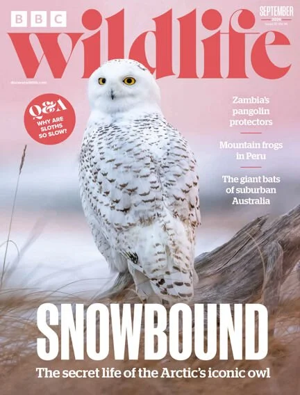 BBC Wildlife Magazine August 26 - Snowbound