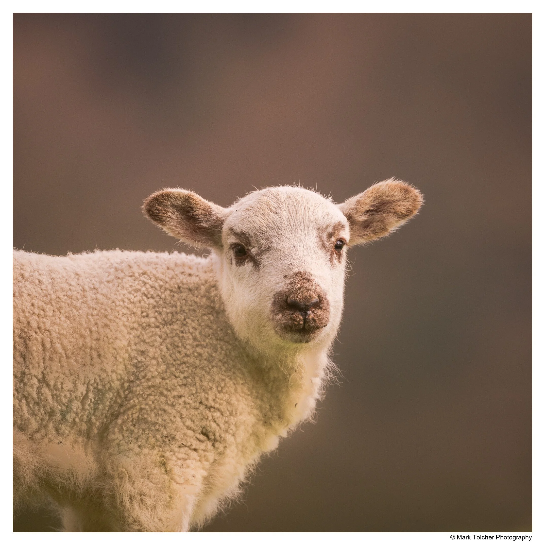 Lamb portrait