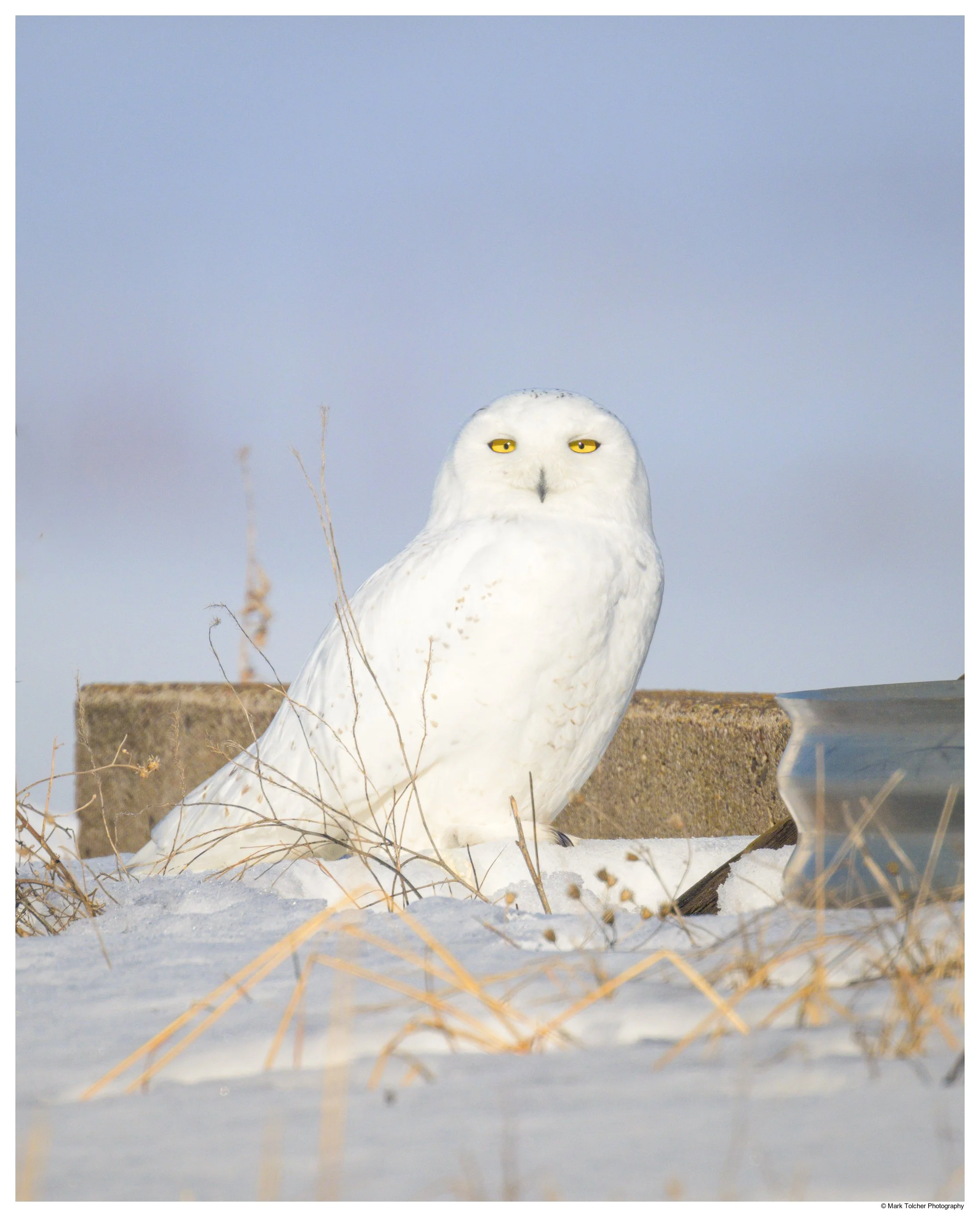 Snowy Owl Photography