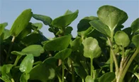 Watercress