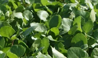 Organic watercress Certified quality