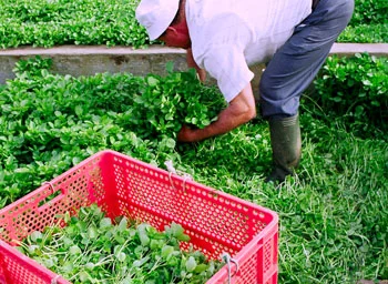 Farmer works with high rubber boots and a large knife, he is cutting watercress of artificial springs in San Anton (Photo report: Yuri Millares).