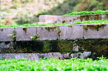 Paredes de los tajos para berros.