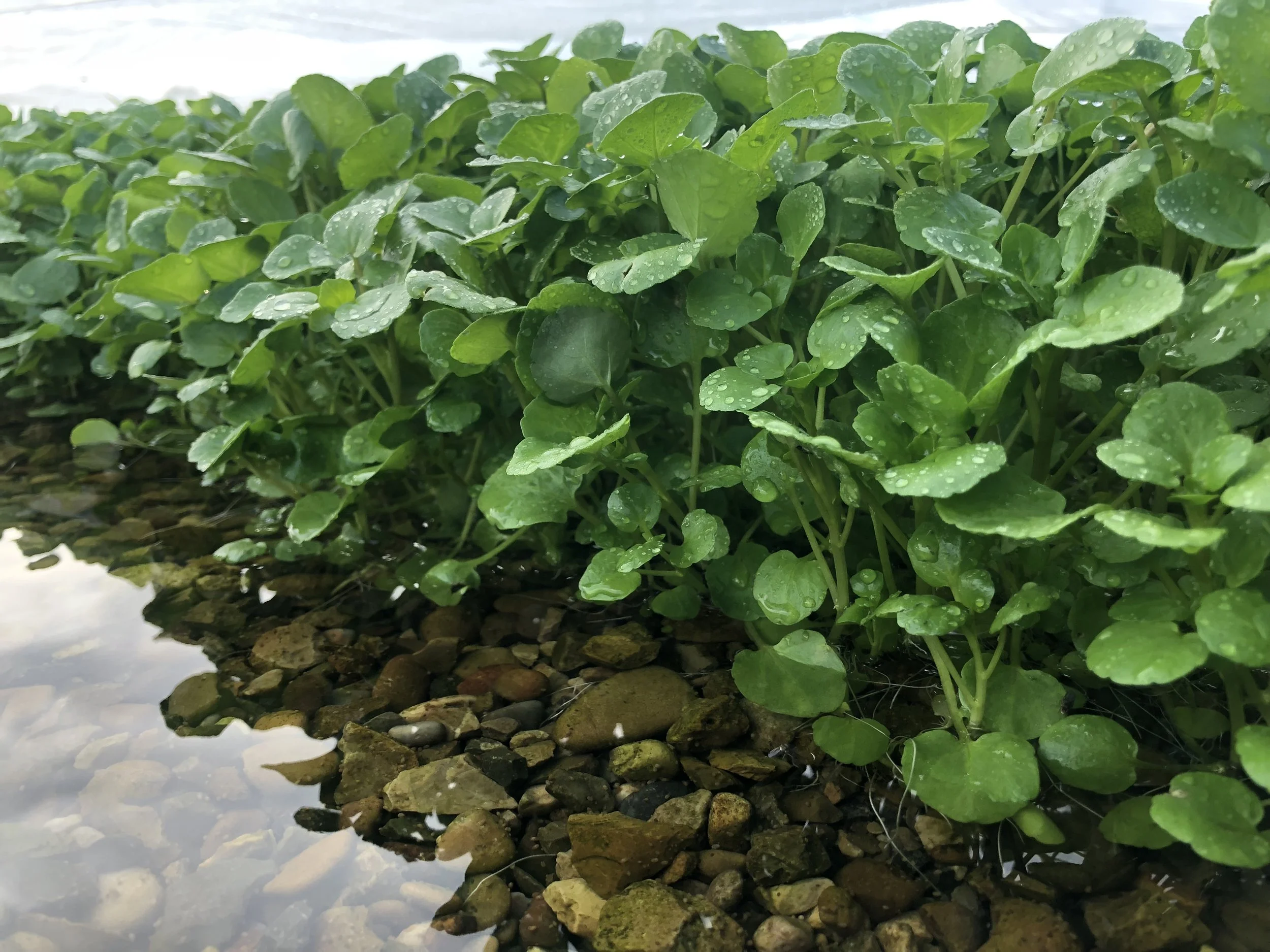 cress gravel water.jpg