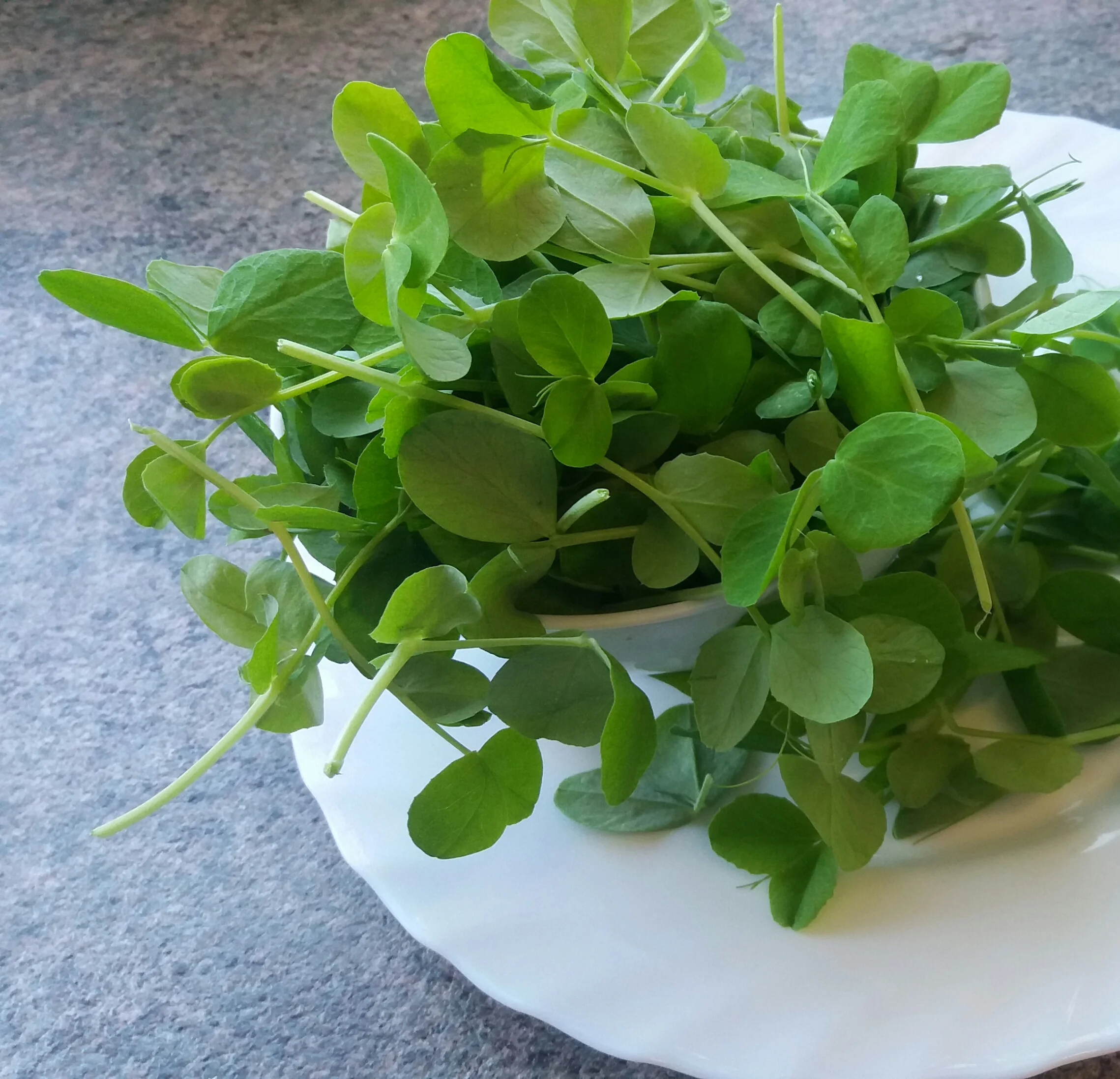 BROTES DE GUISANTES ECOLÓGICOS